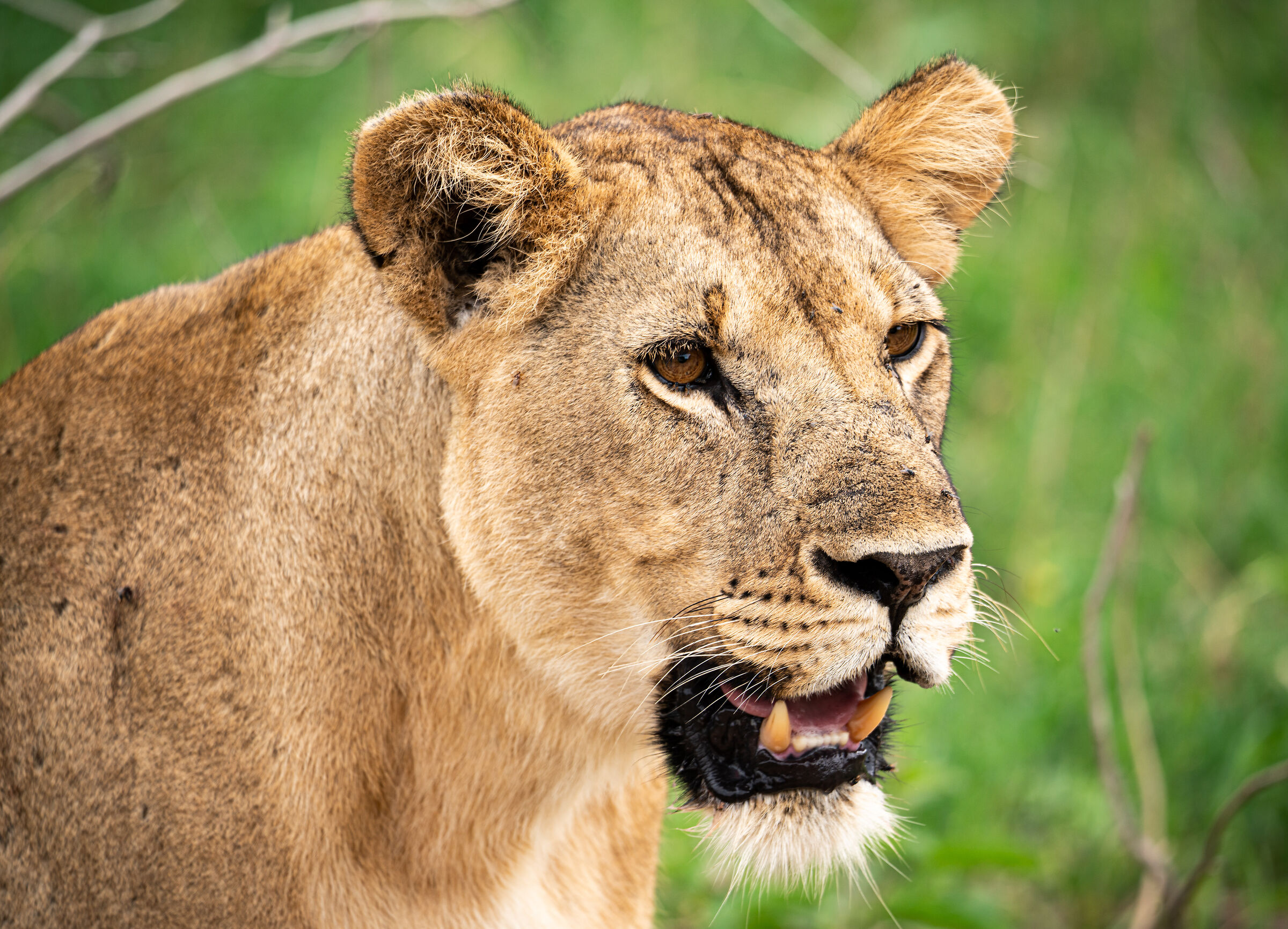 Tanzania