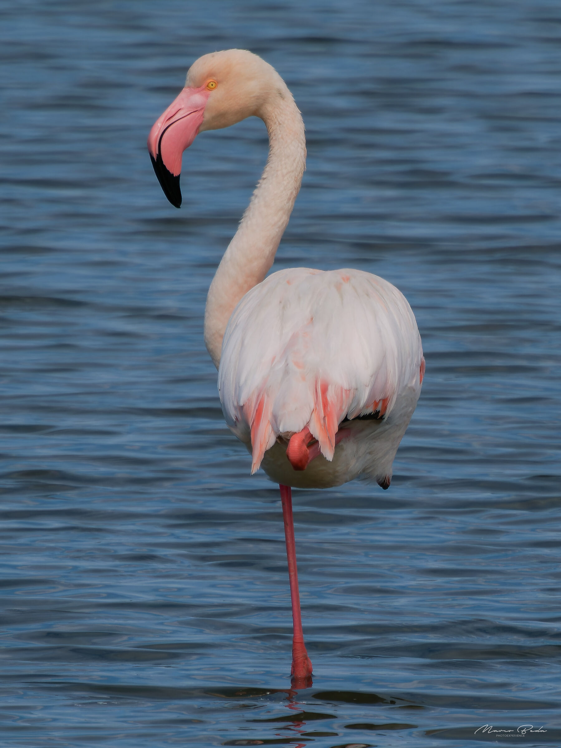 Flamingo, Barena di Chioggia.