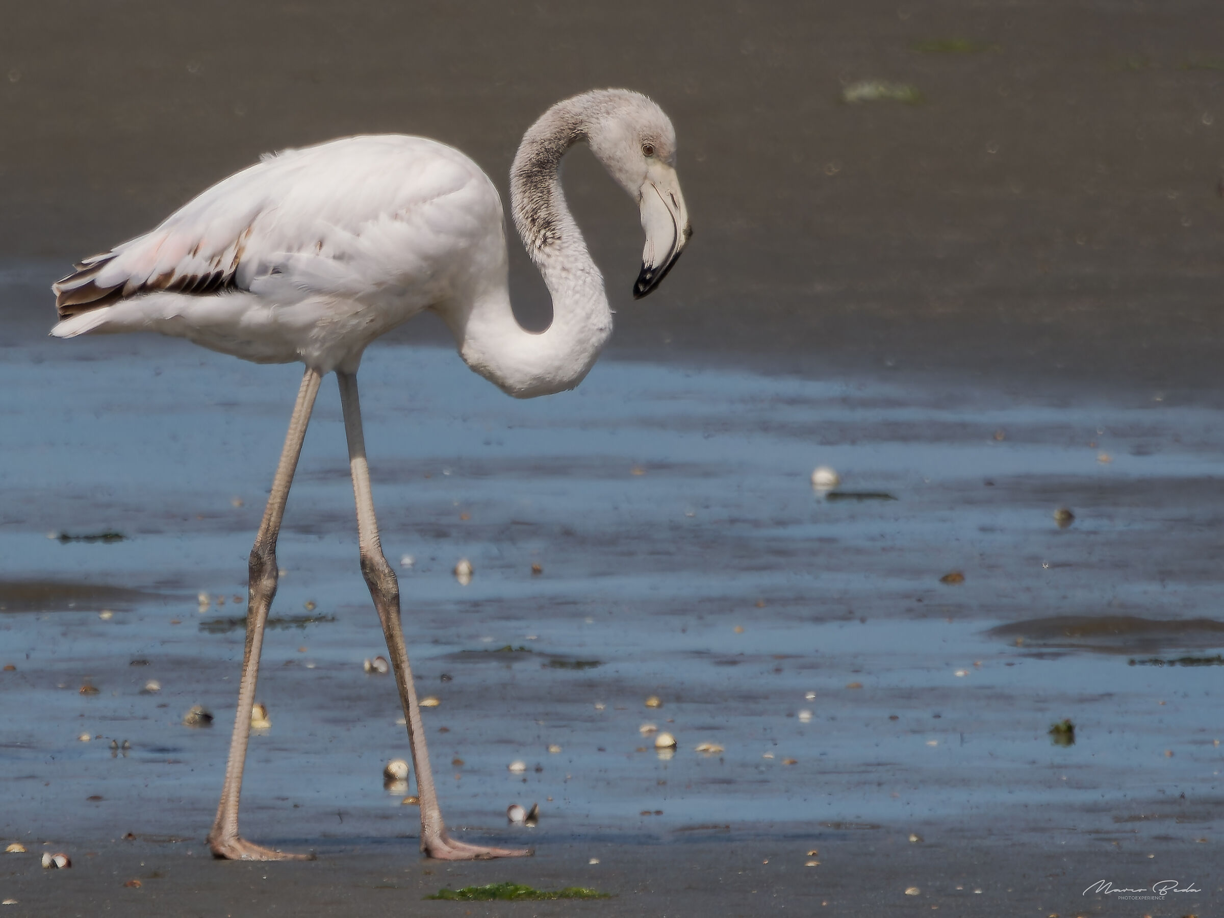 Baby flamingo