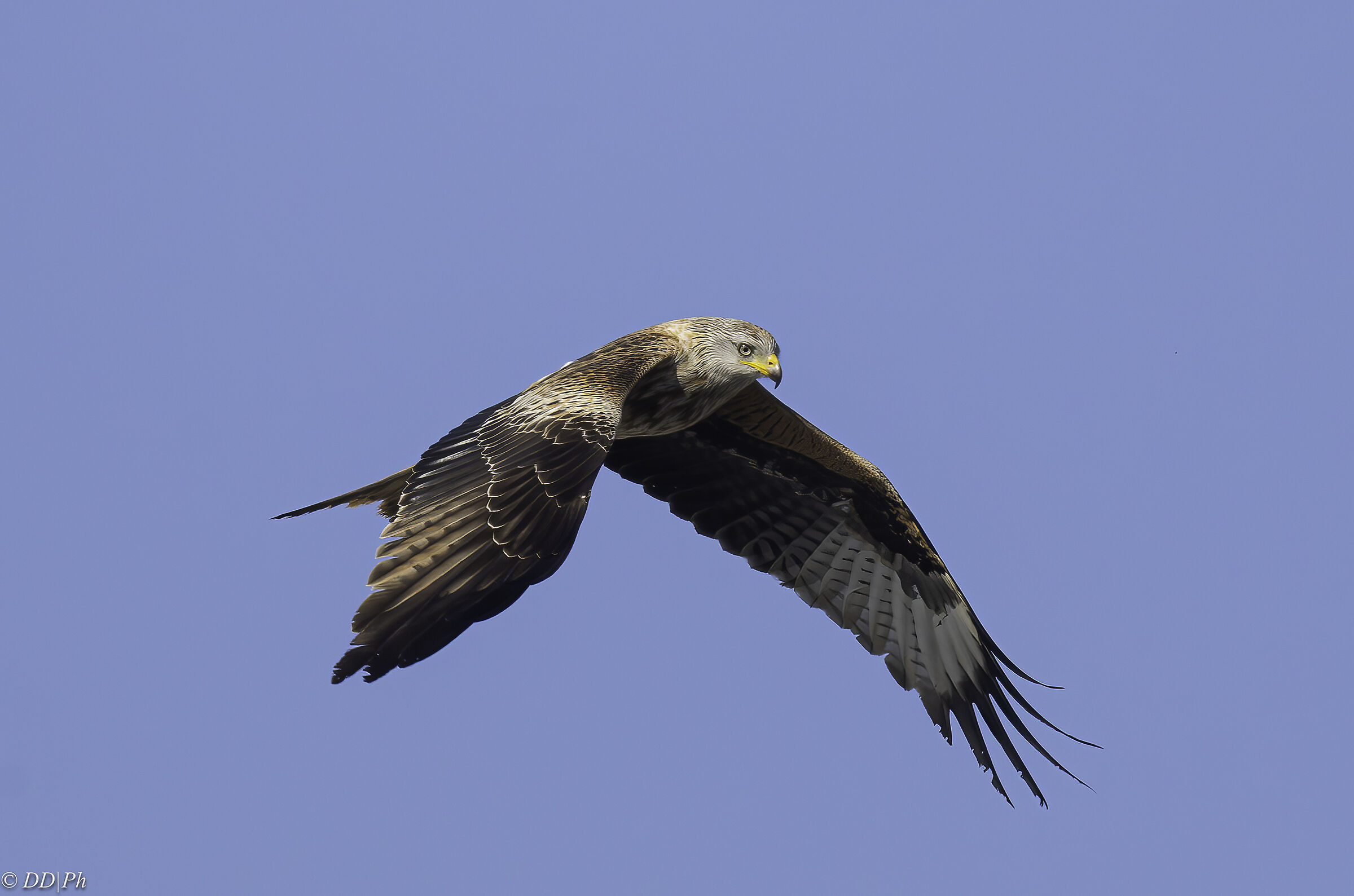 Red kite