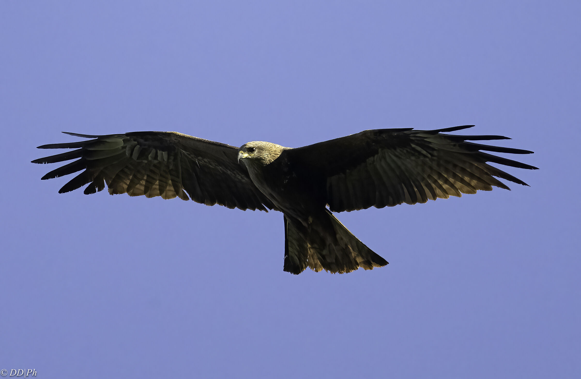 Black kite