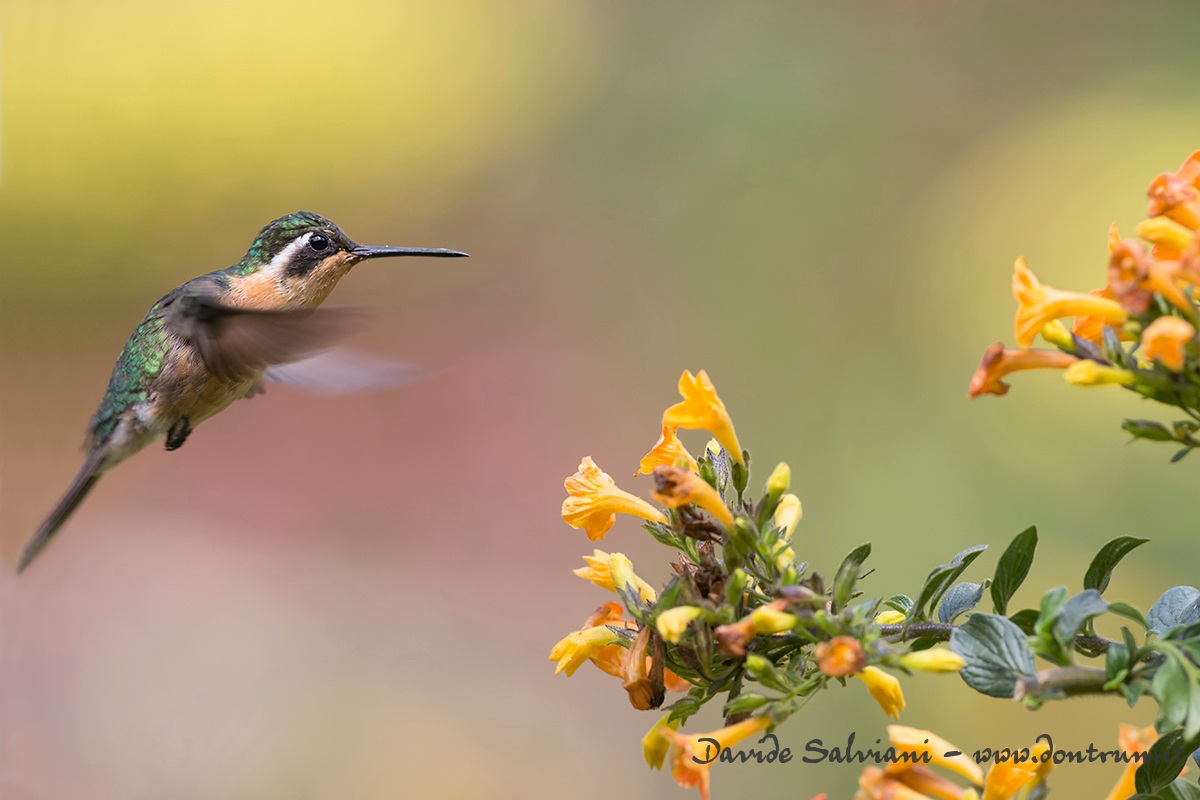 Colibrì - Variable Mountain-gem