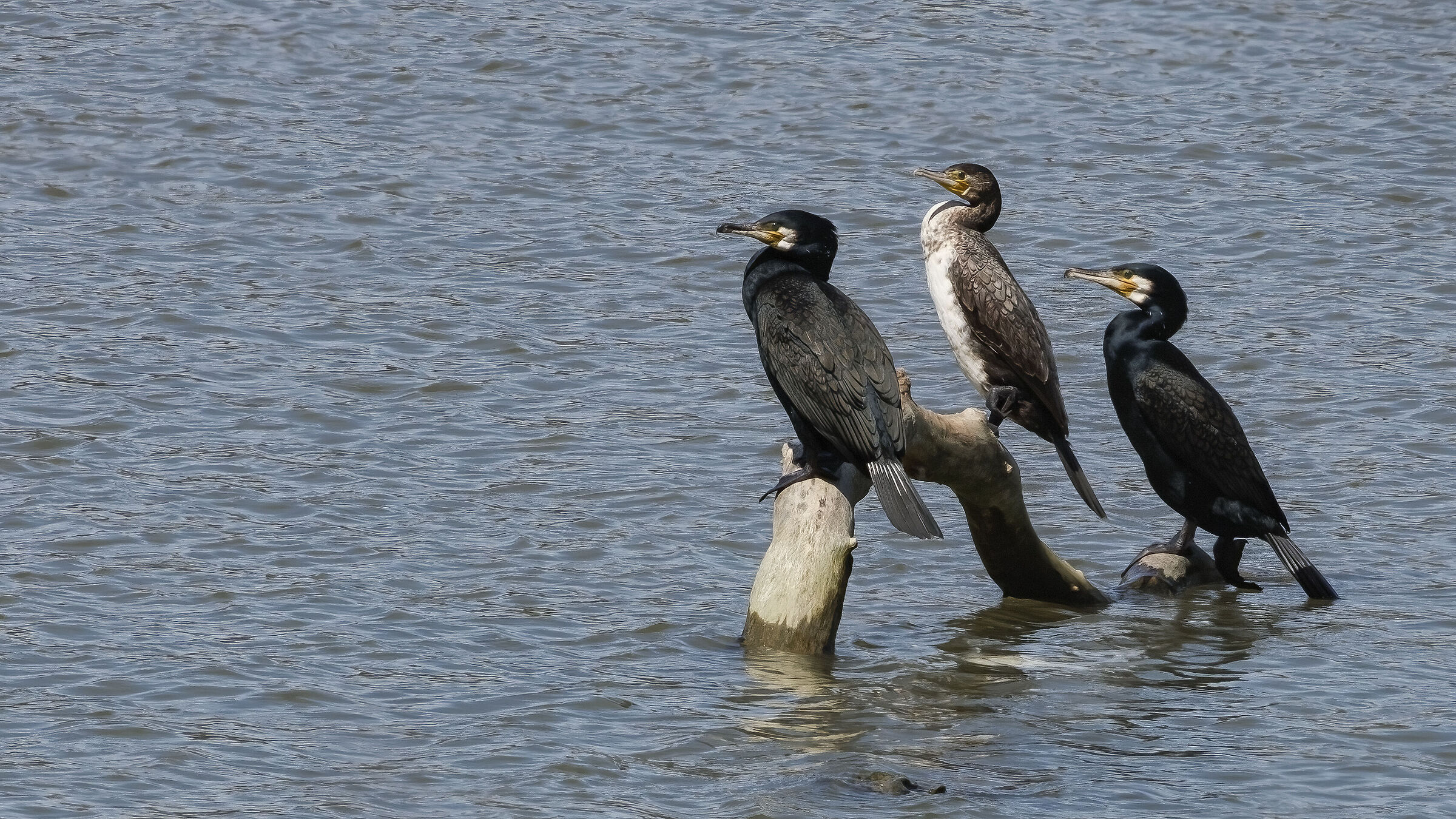 Phalacrocorax carbo