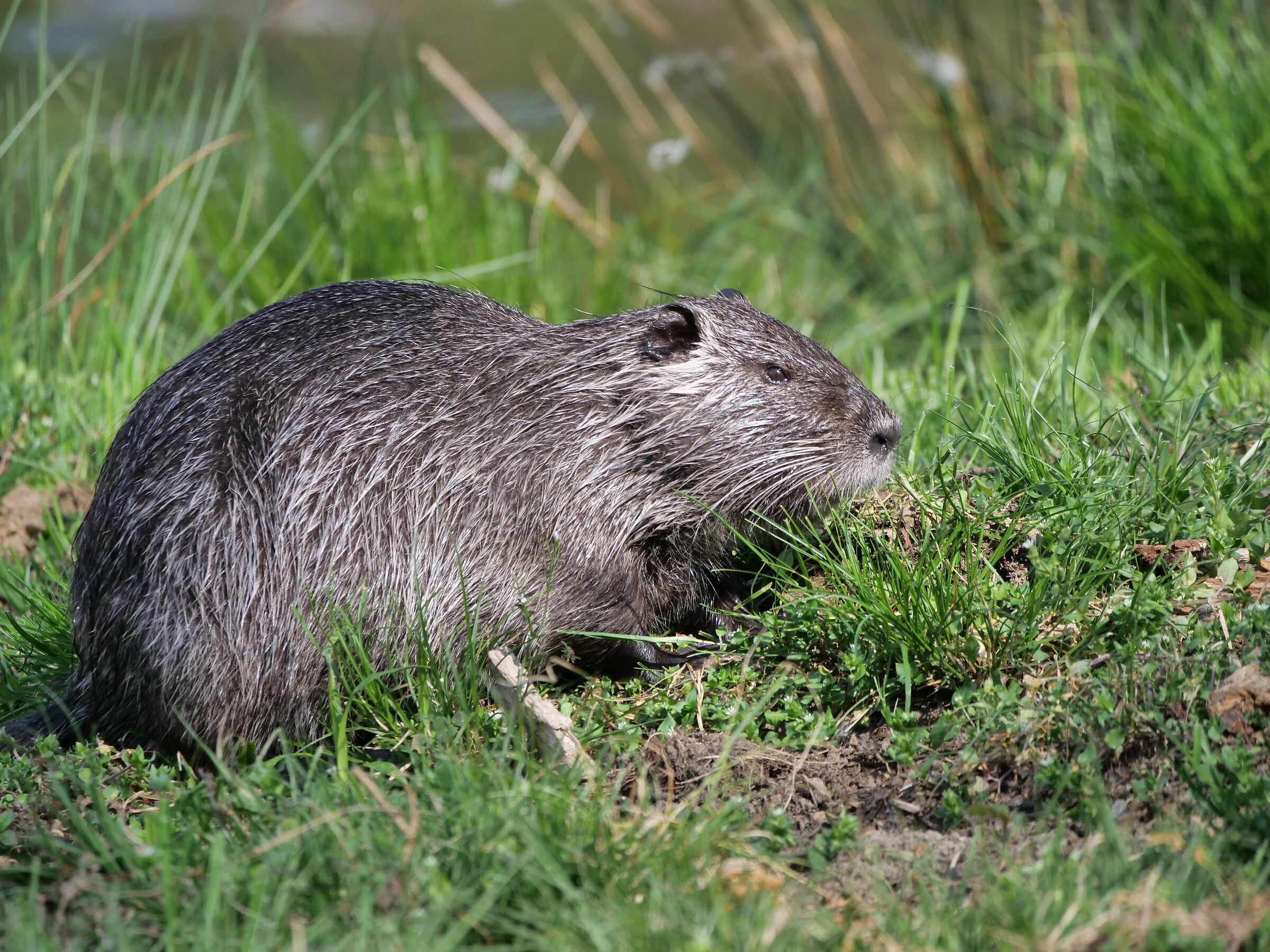 Nutria