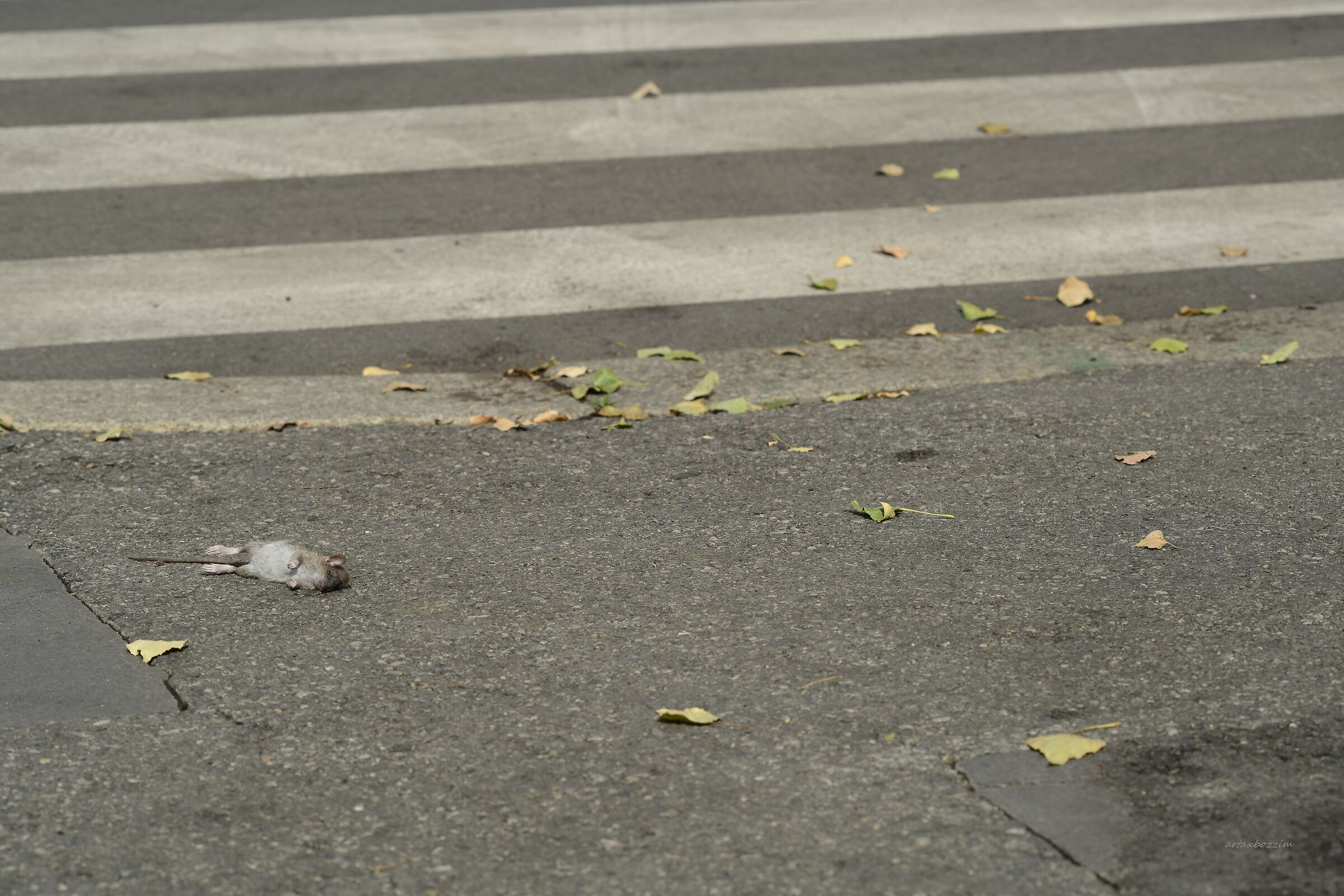 Dare mo kare no koto o kinishinai