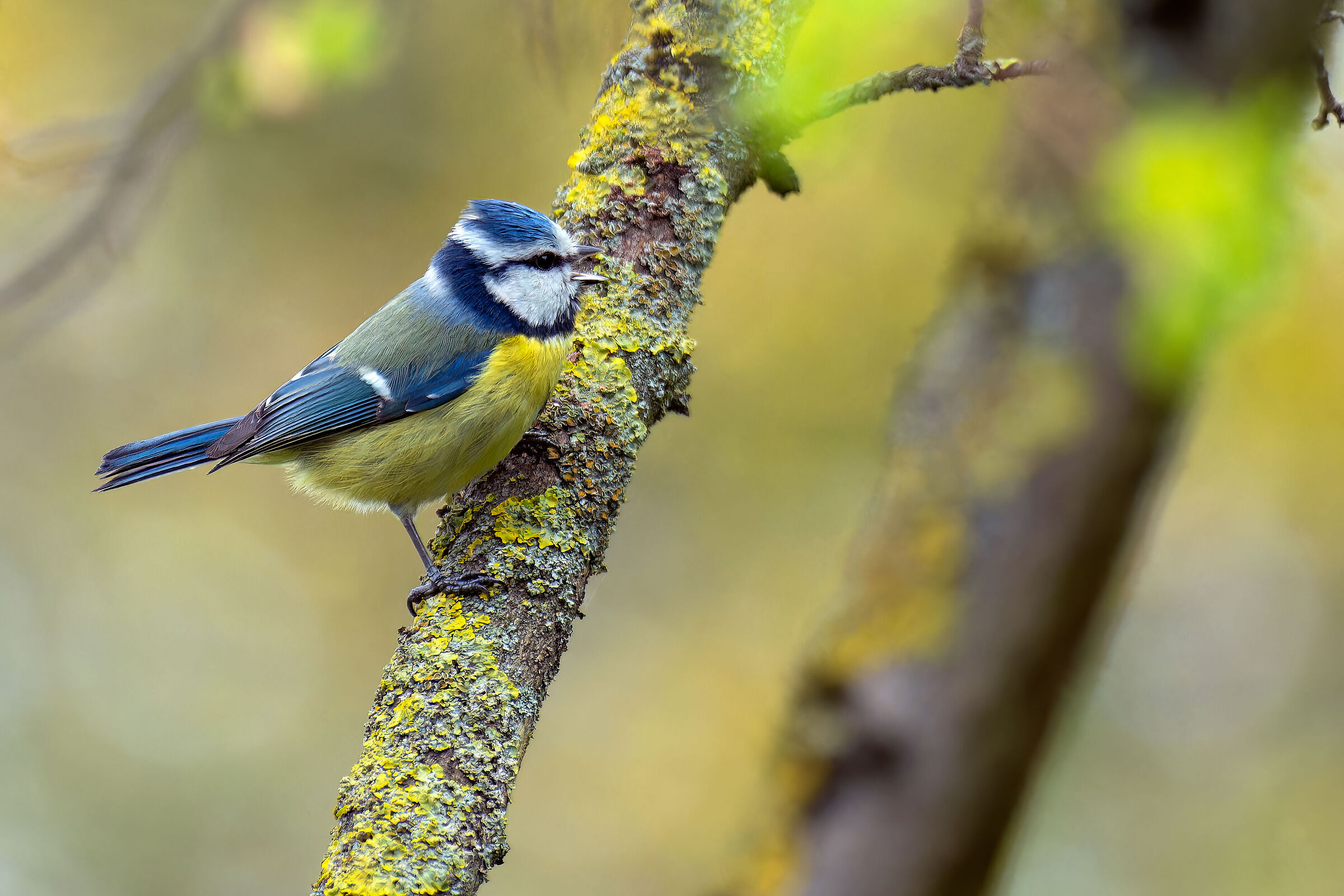 Blue with Sony 70-200+1,4x