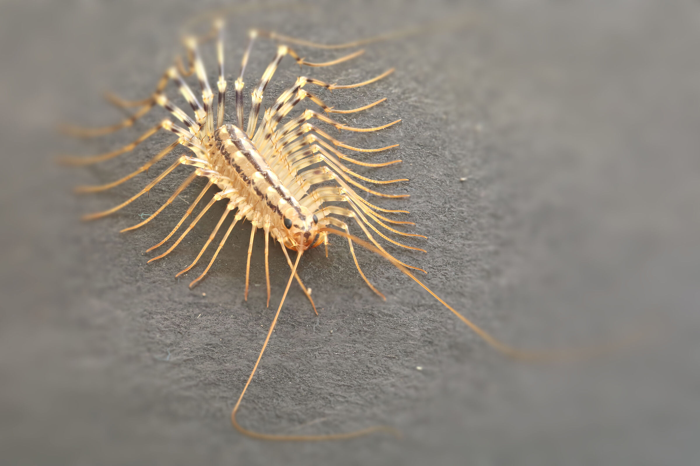 Scutigera coleoptrata