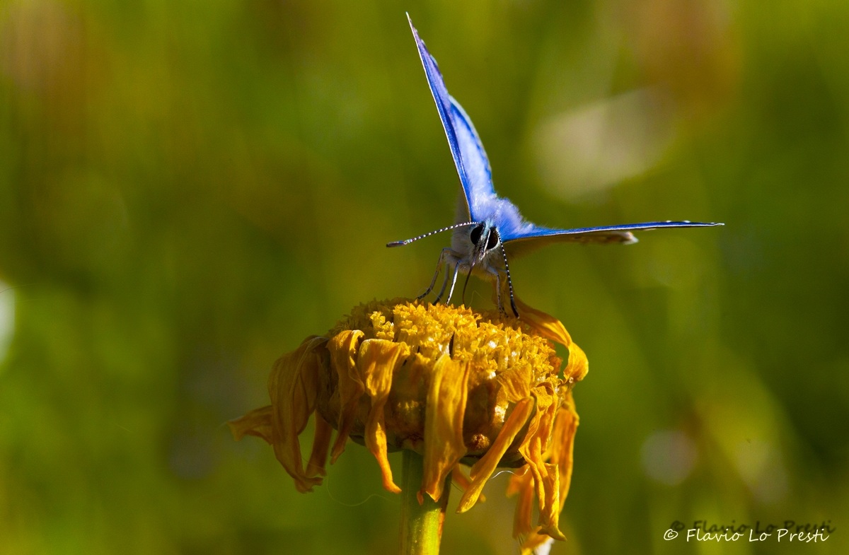 Plebejus argus