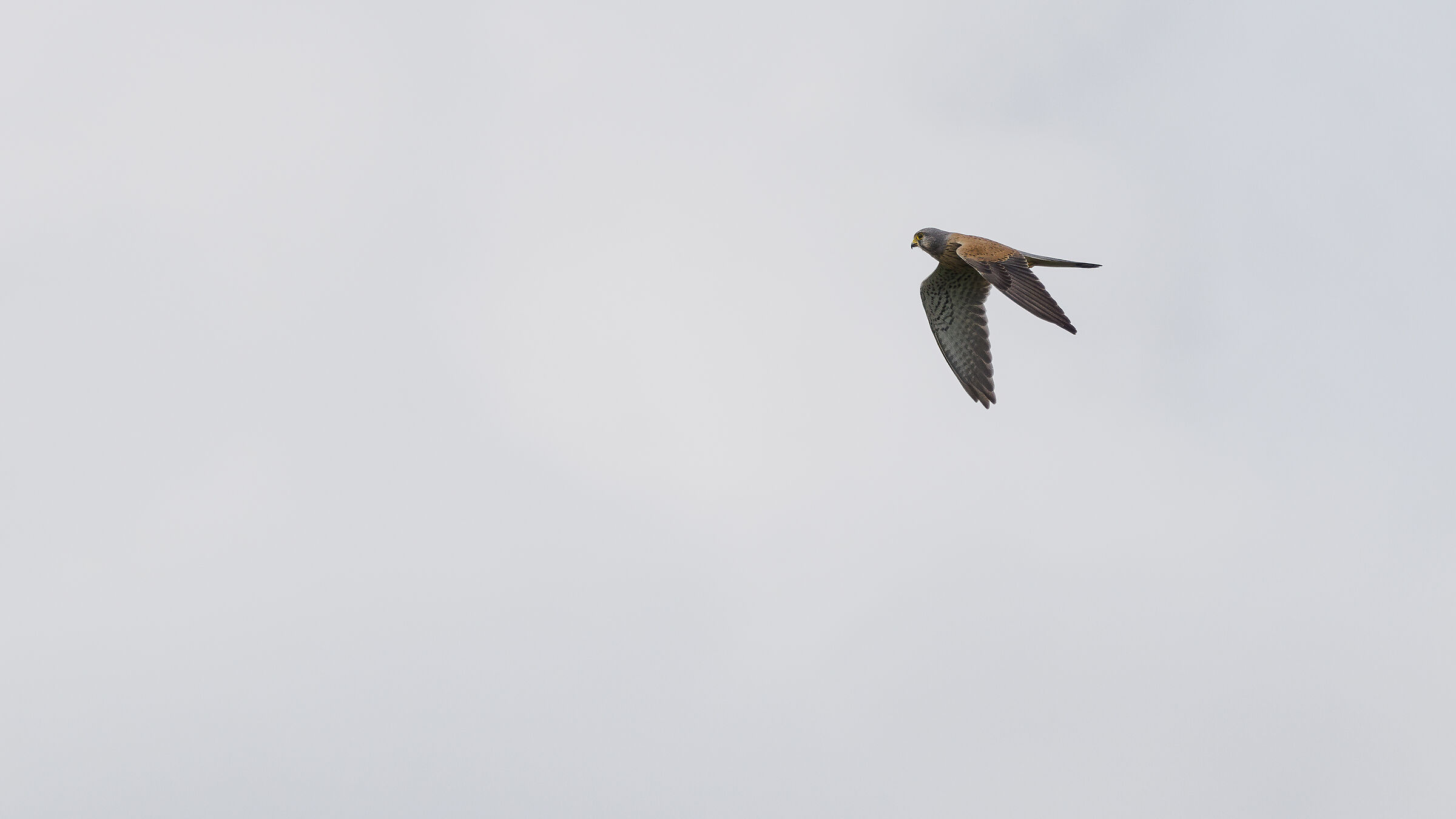 Kestrel