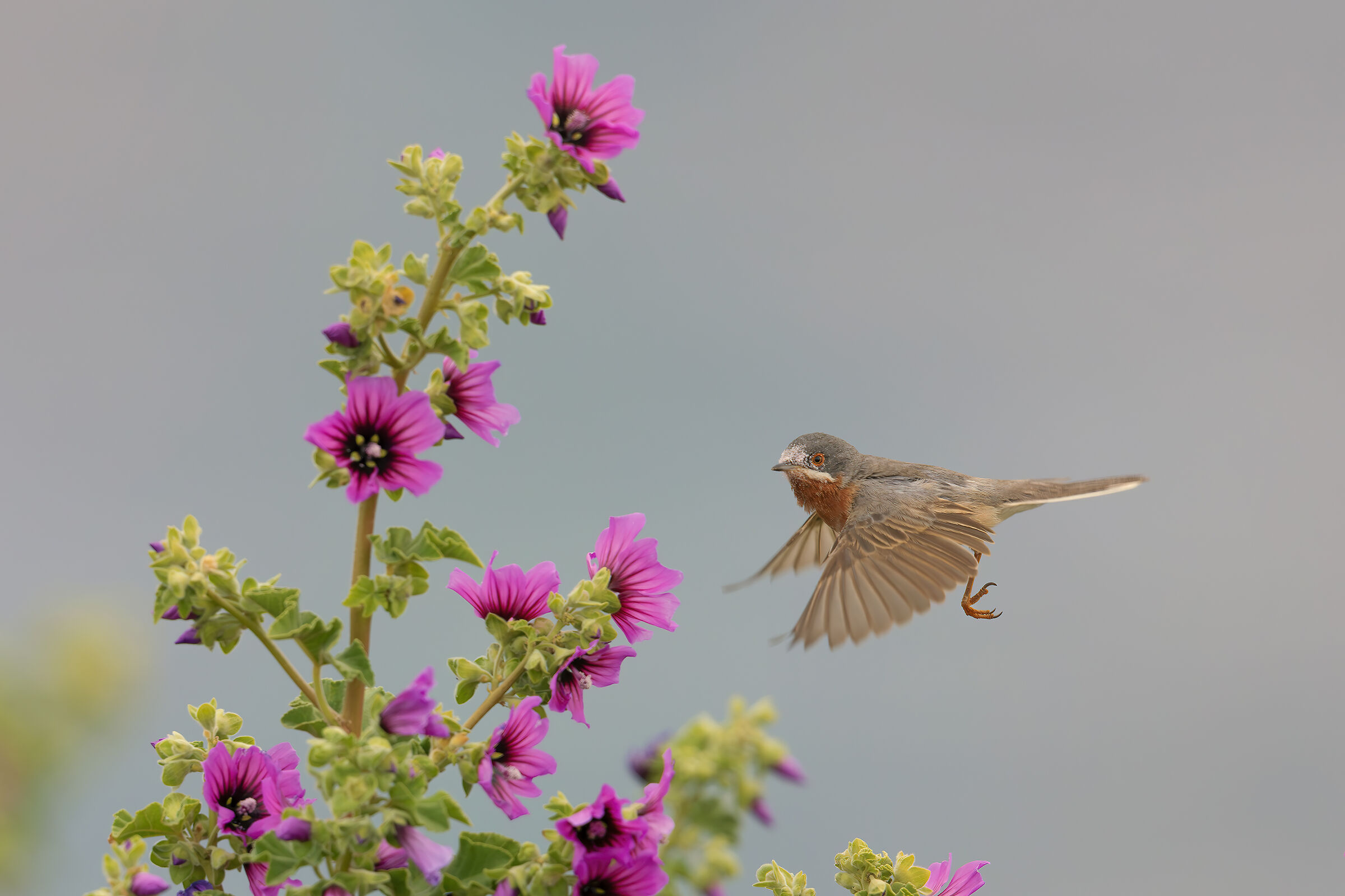 Subalpine warbler