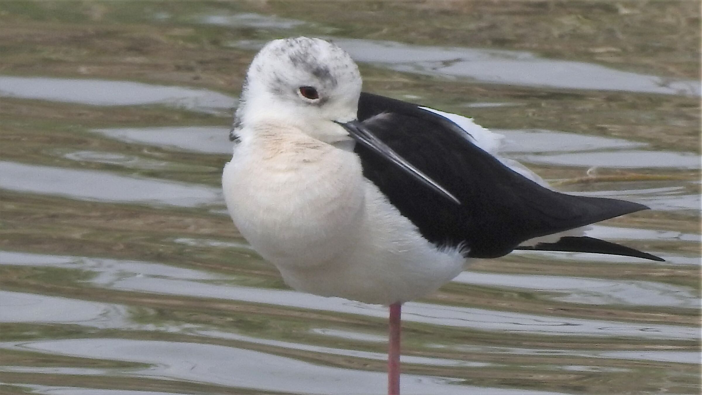Female Knight of Italy
