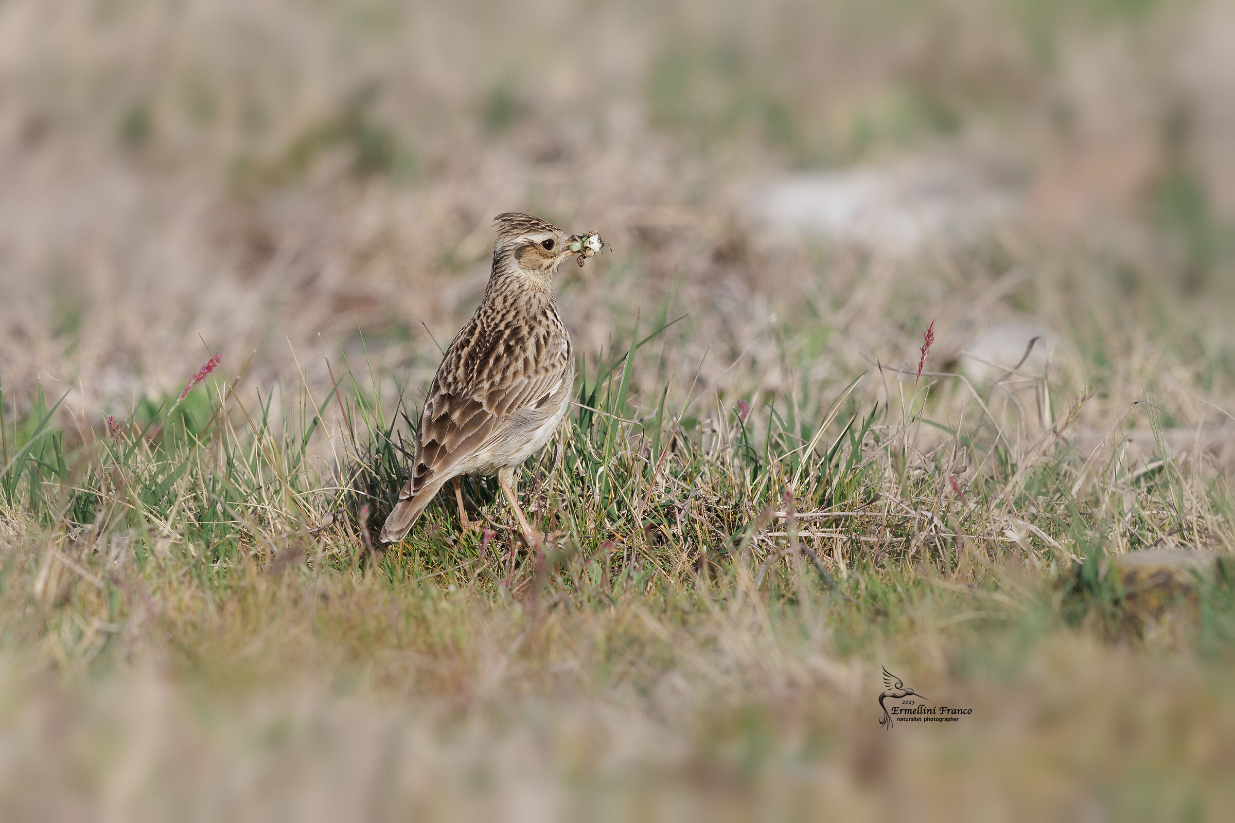 Woodlark