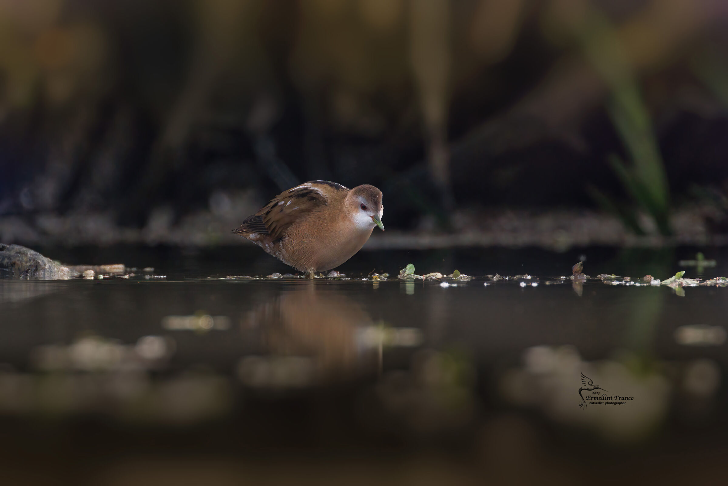 Little crake