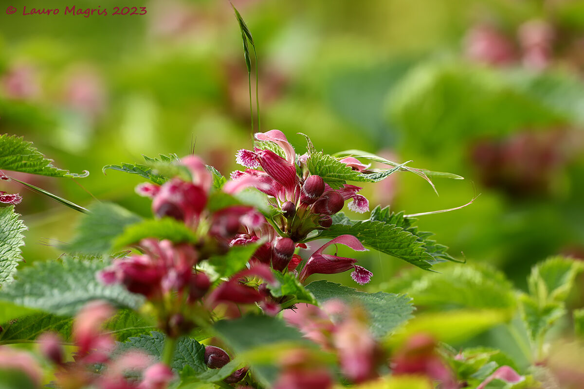 Lamium Orvala
