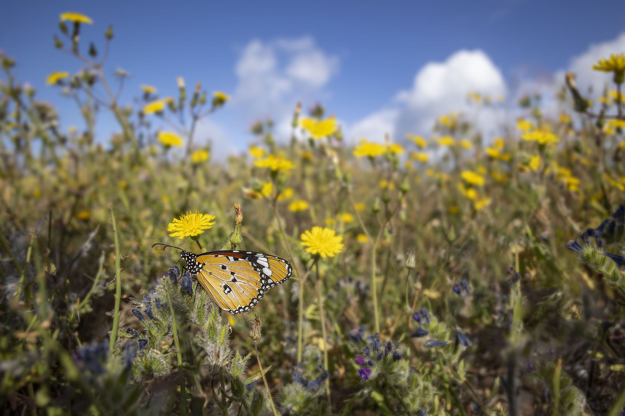 Danaus chrysippus
