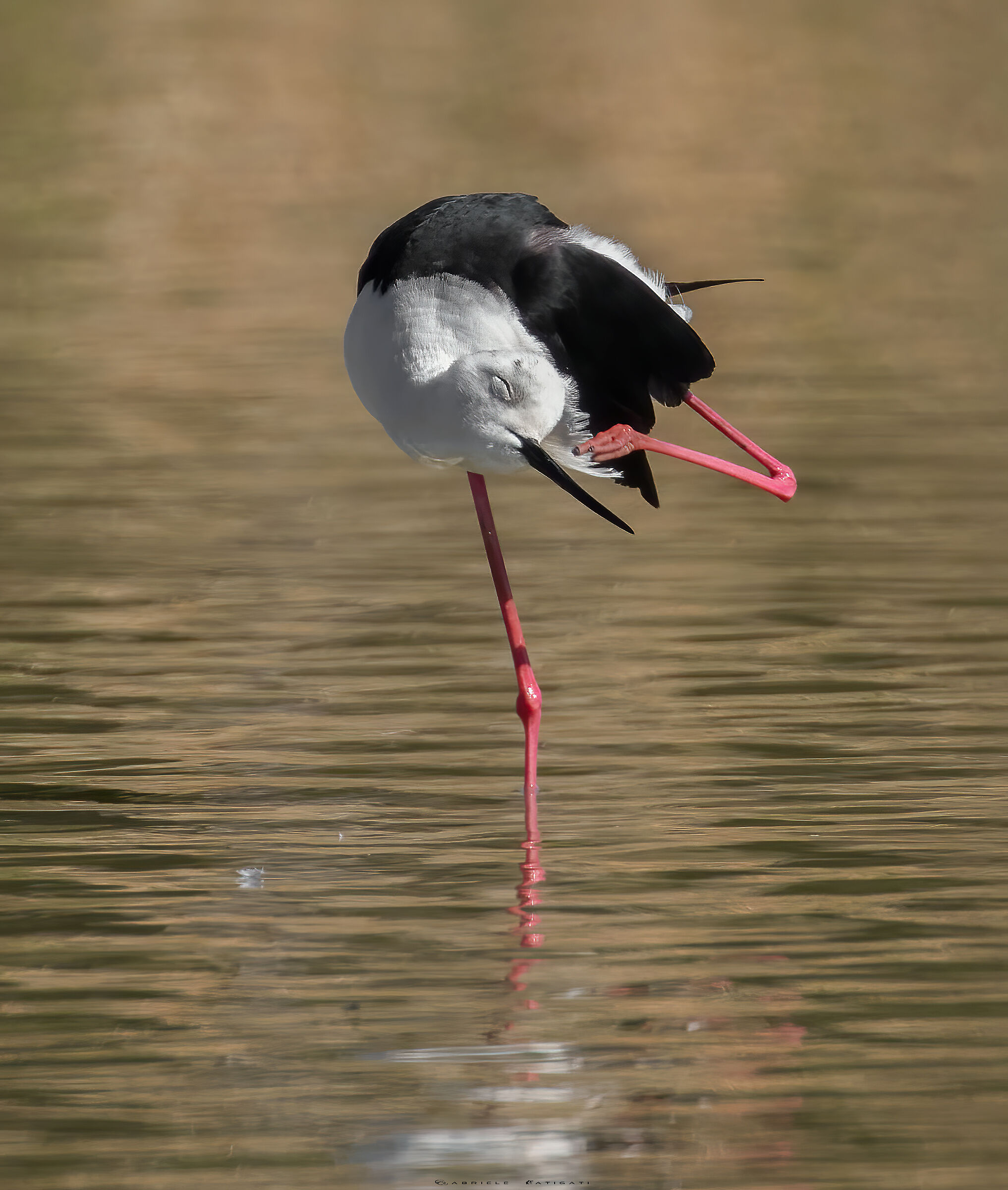 Knight of Italy at attention