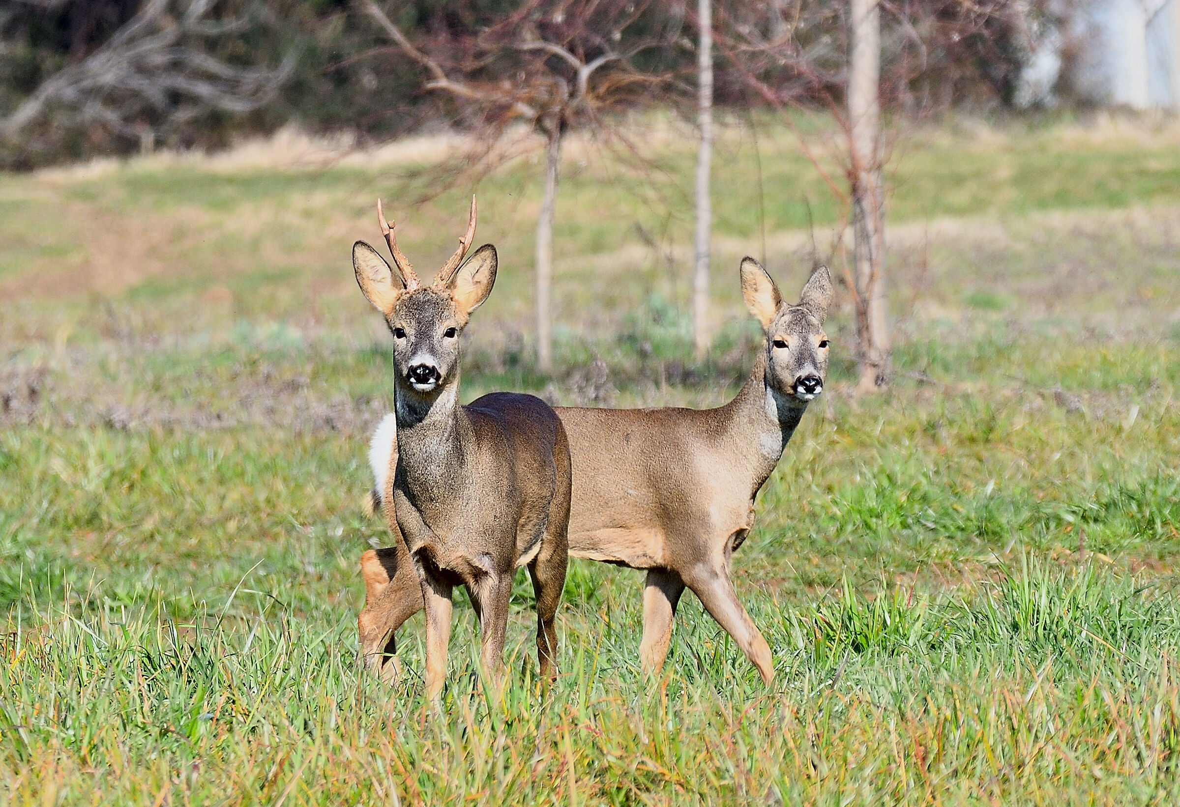 Pair of roe deer