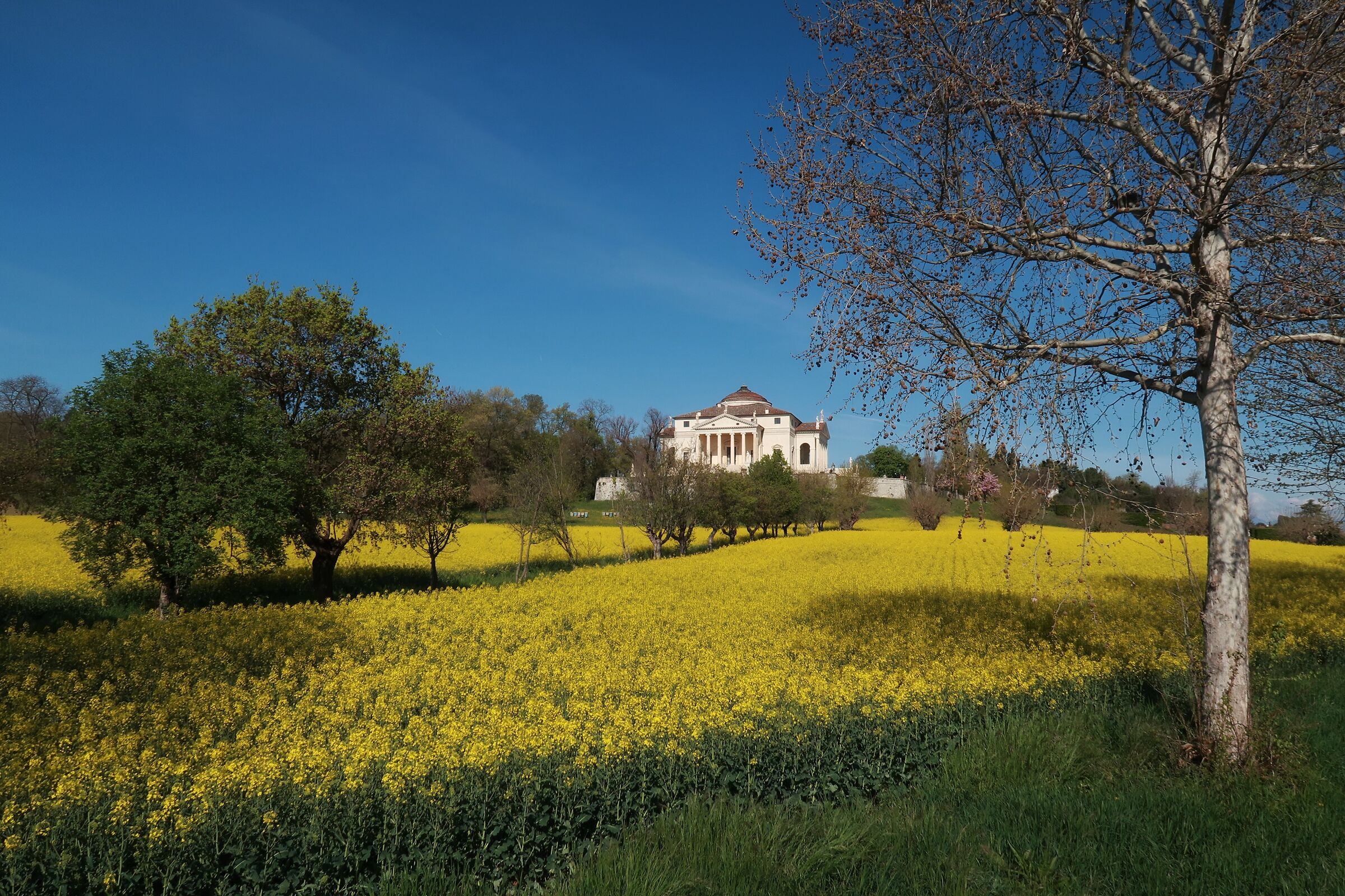 Villa "La Rotonda" in fiore
