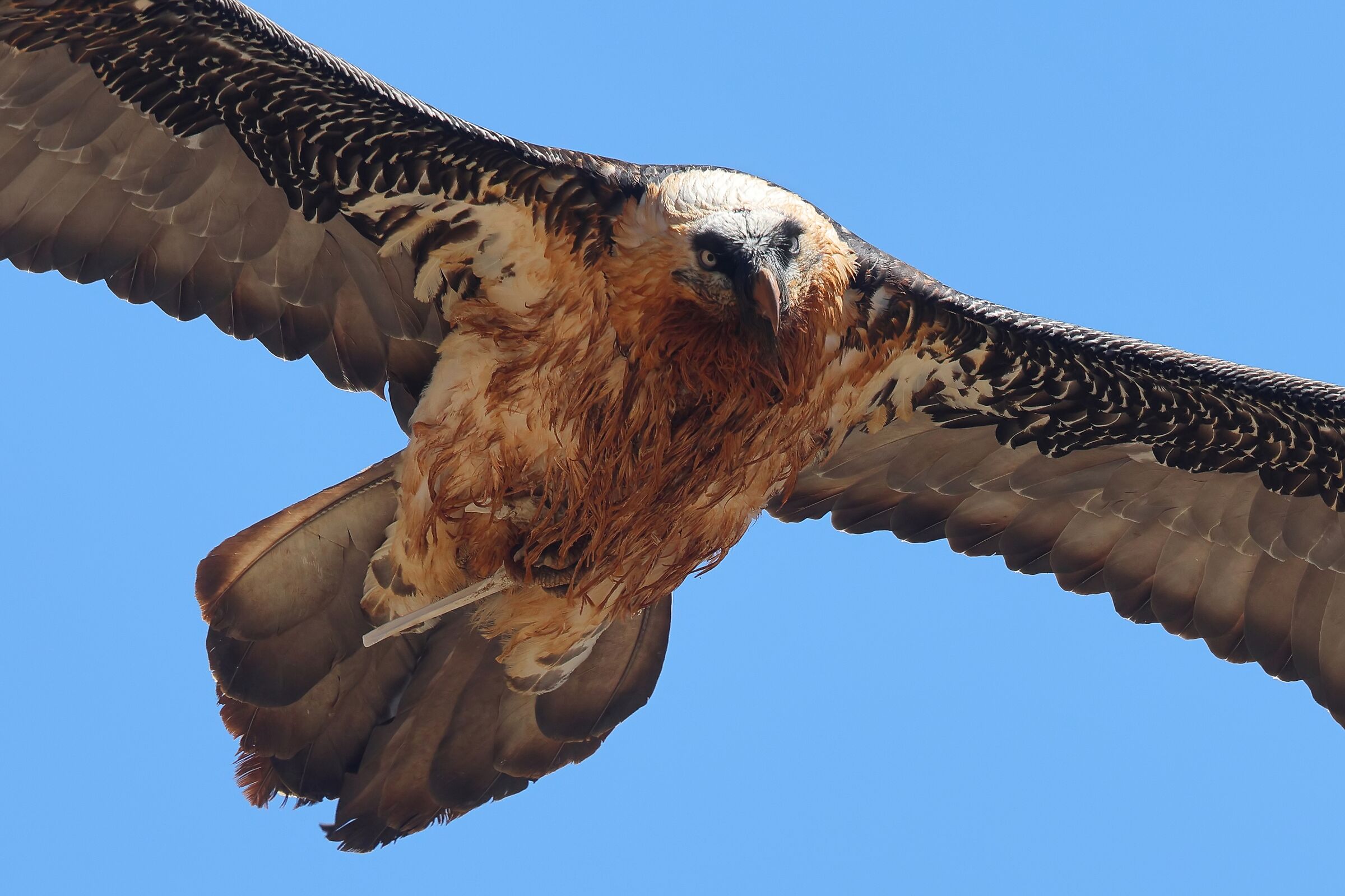 Guai a chi me lo tocca