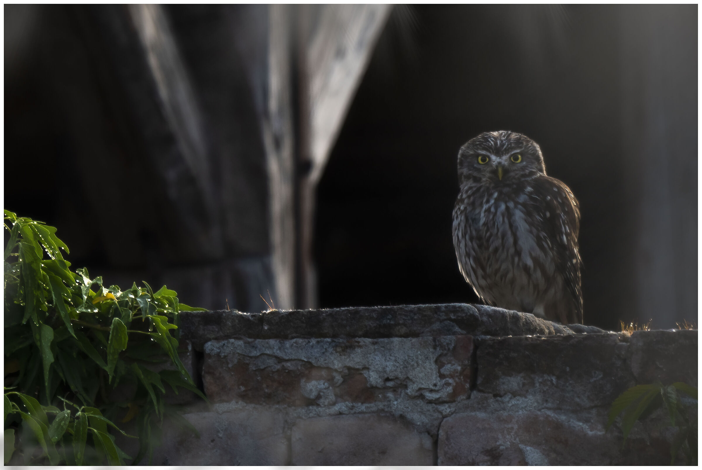 La mia amica civetta