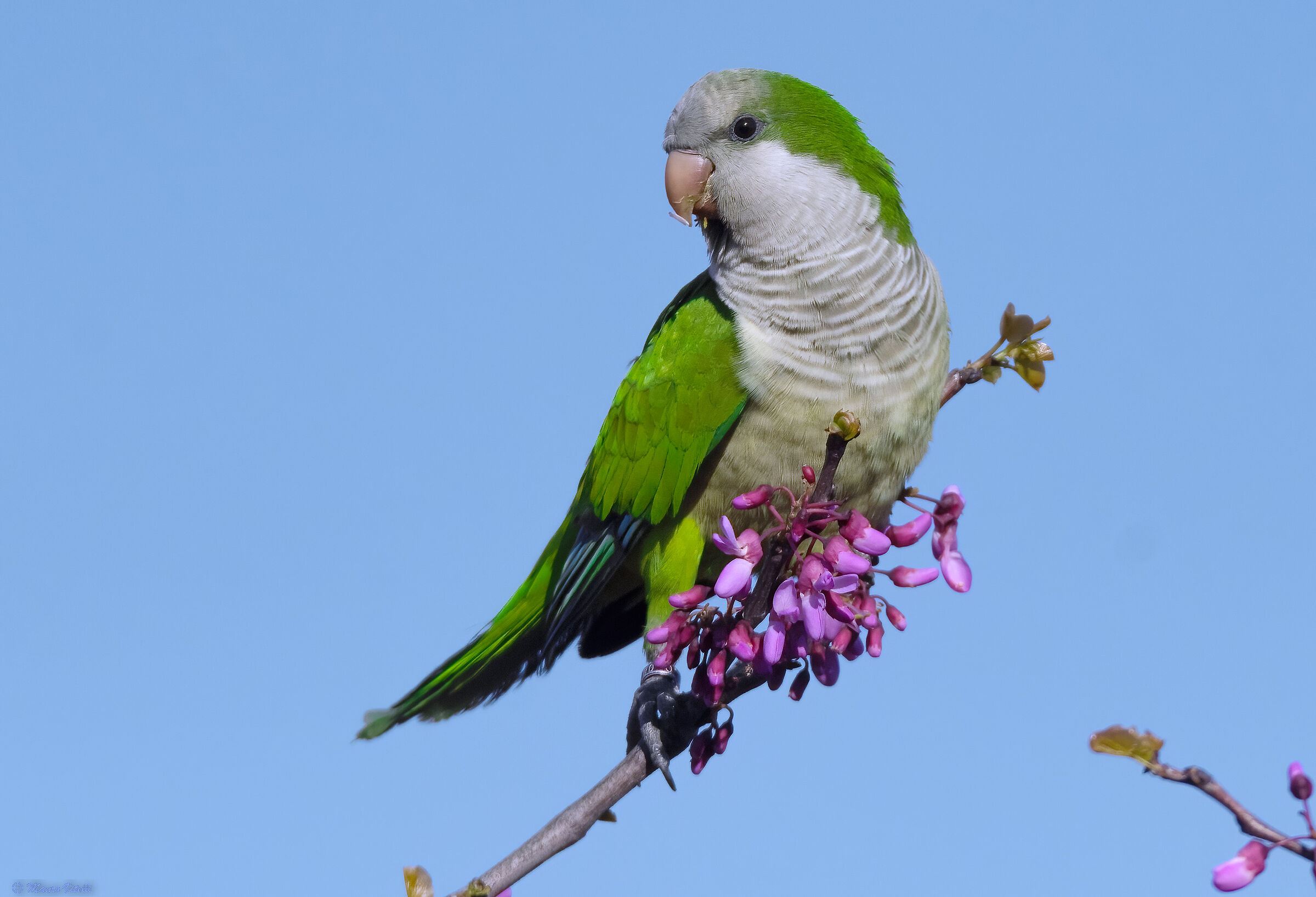 Monk Parakeet