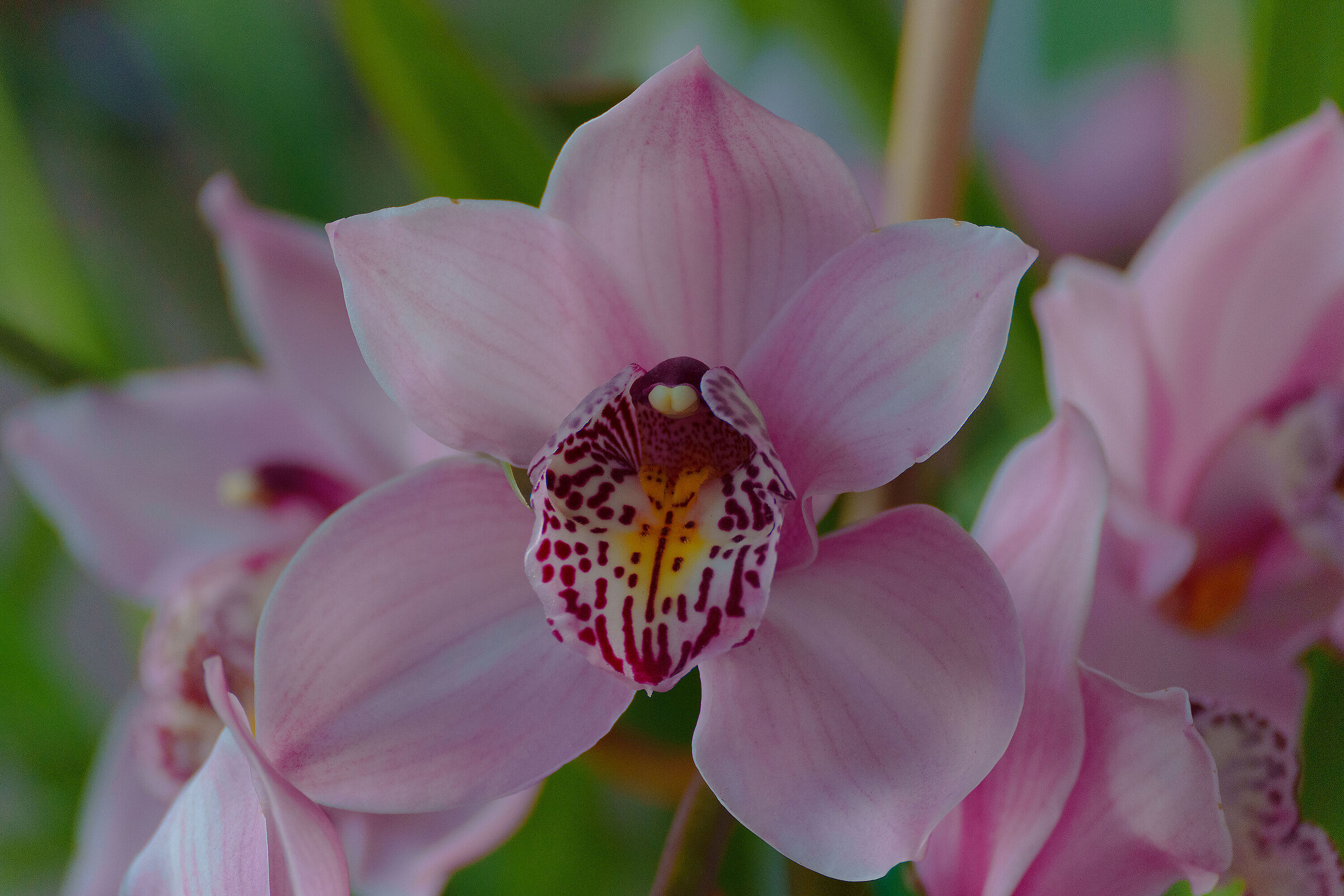 cymbidium