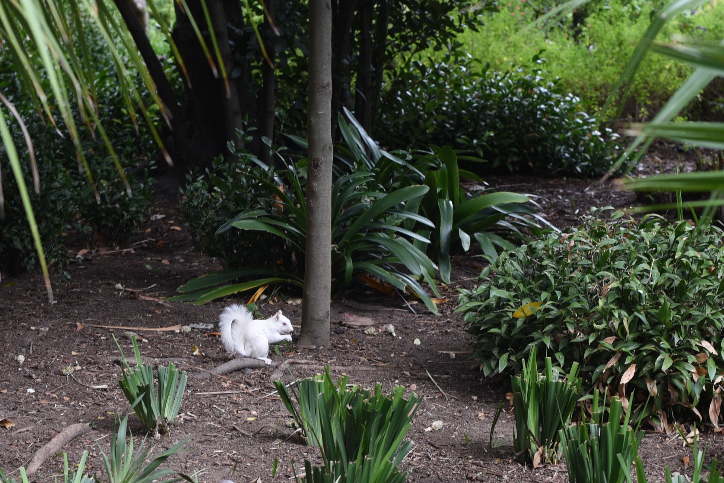 Scoiattolo albino, Cape Town
