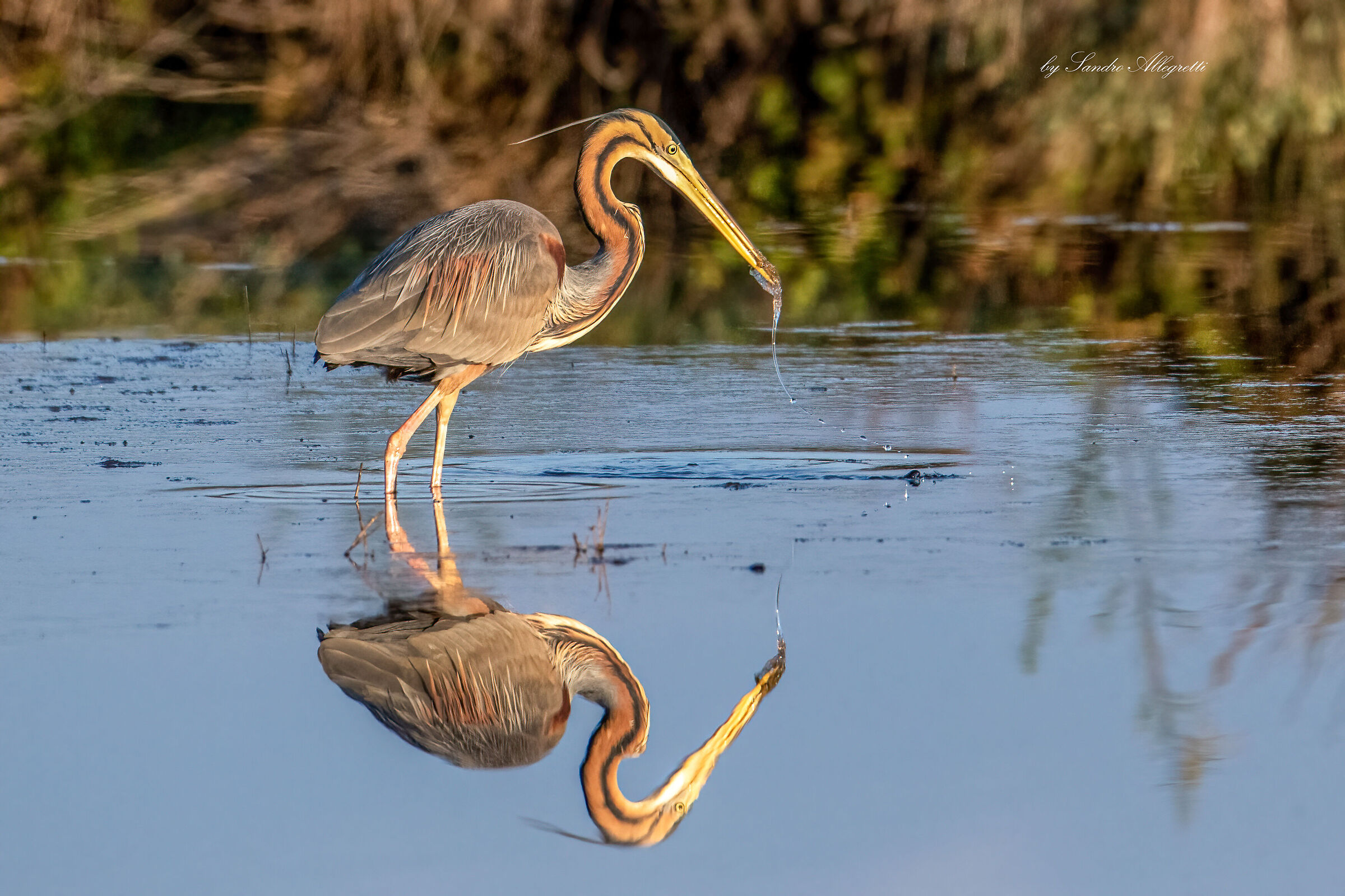 The purple heron (Ardea purpurea)