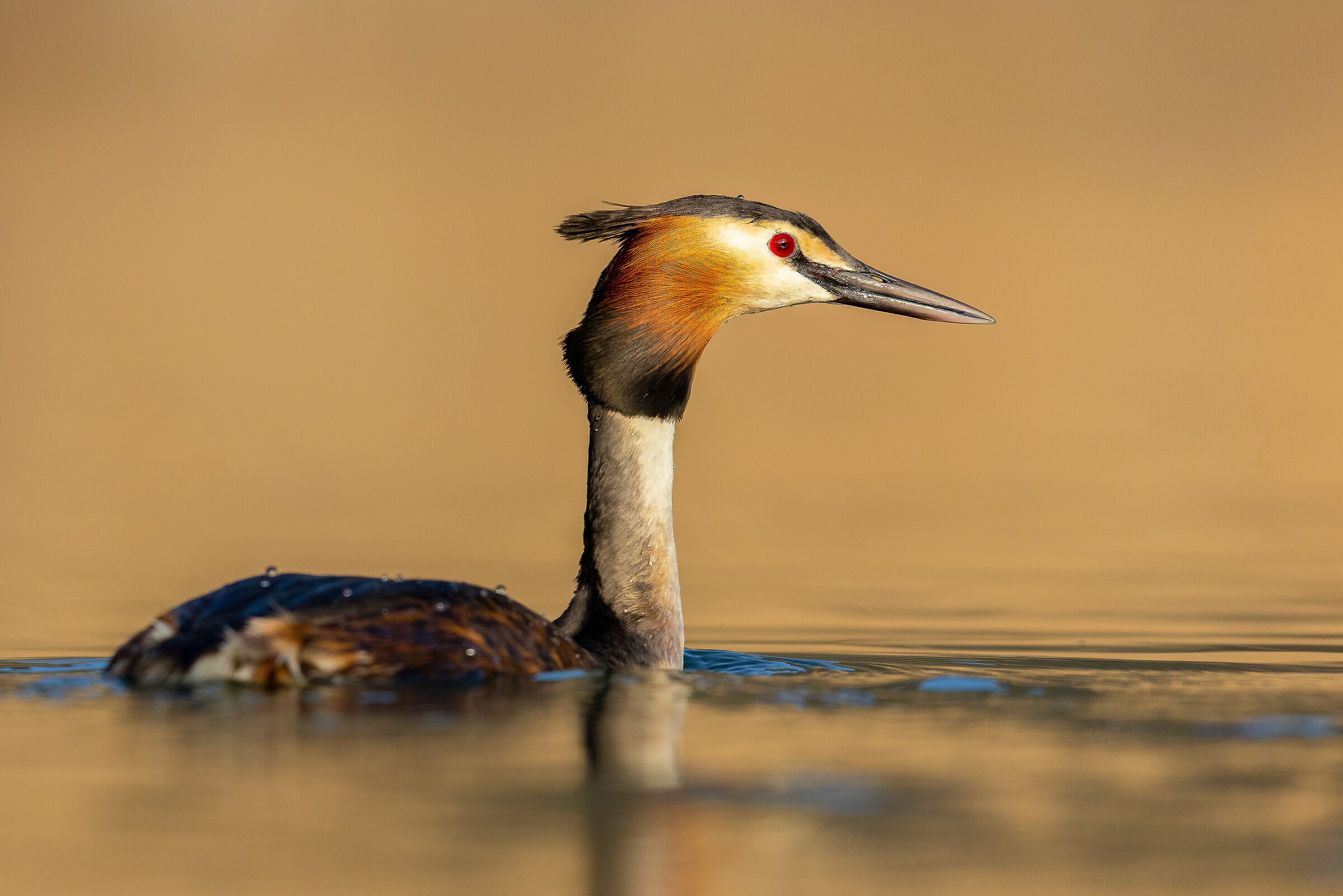 Tramonto in torbiera
