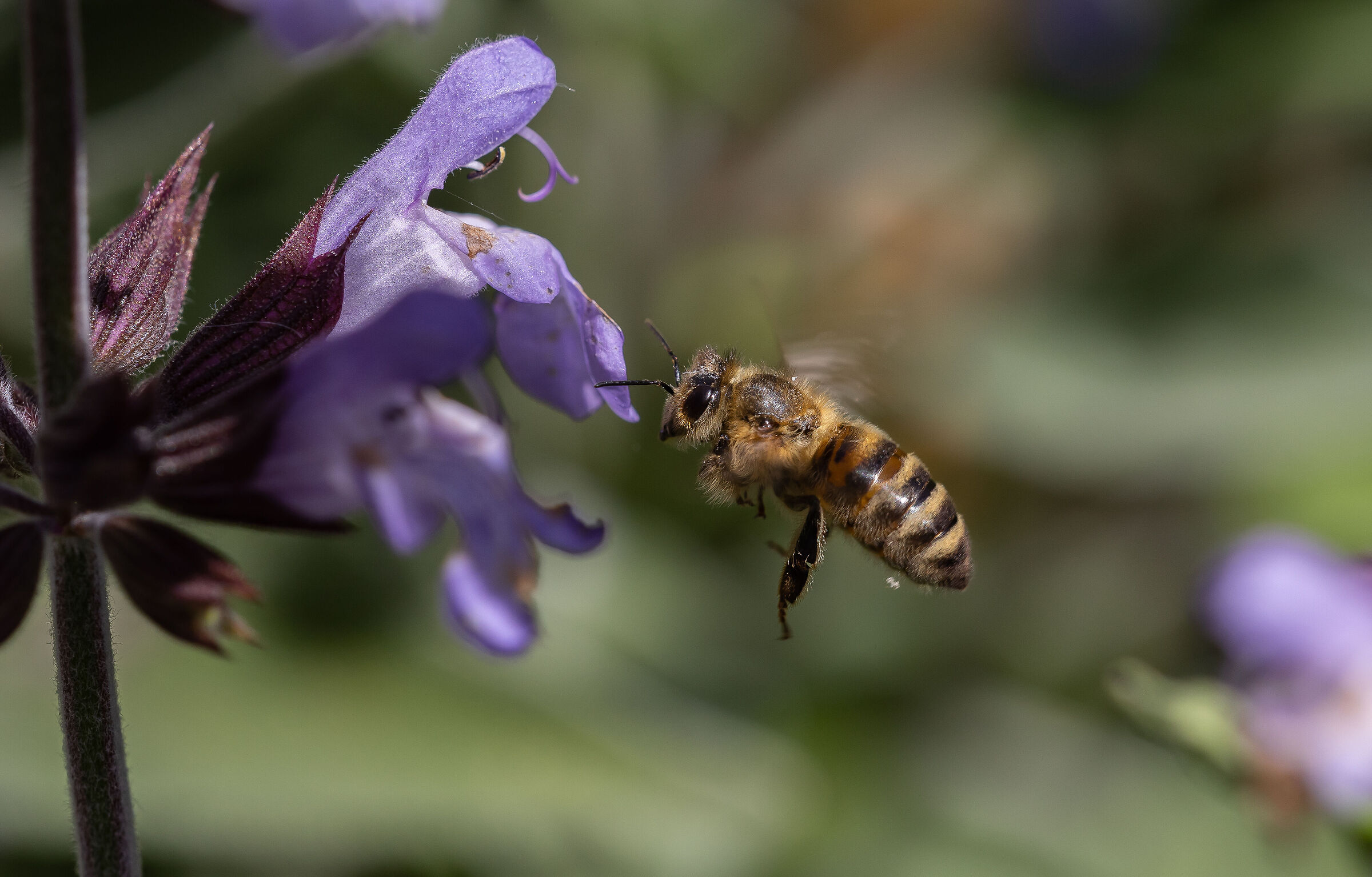 In fase di atterraggio