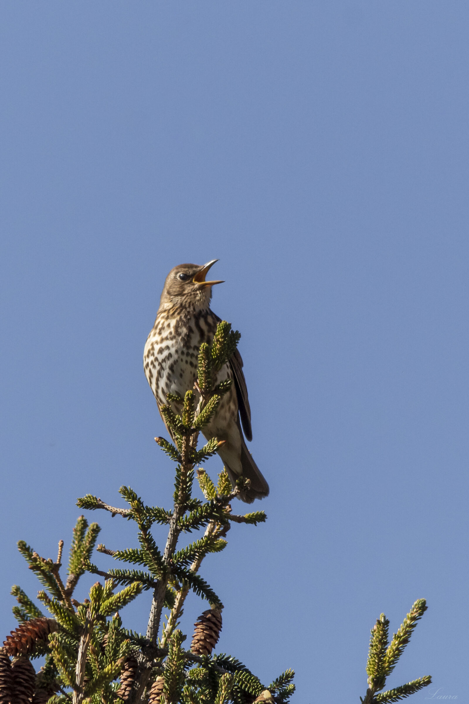 The cheerful thrush bottaccio