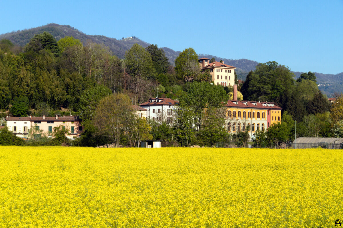 Rapeseed yellow