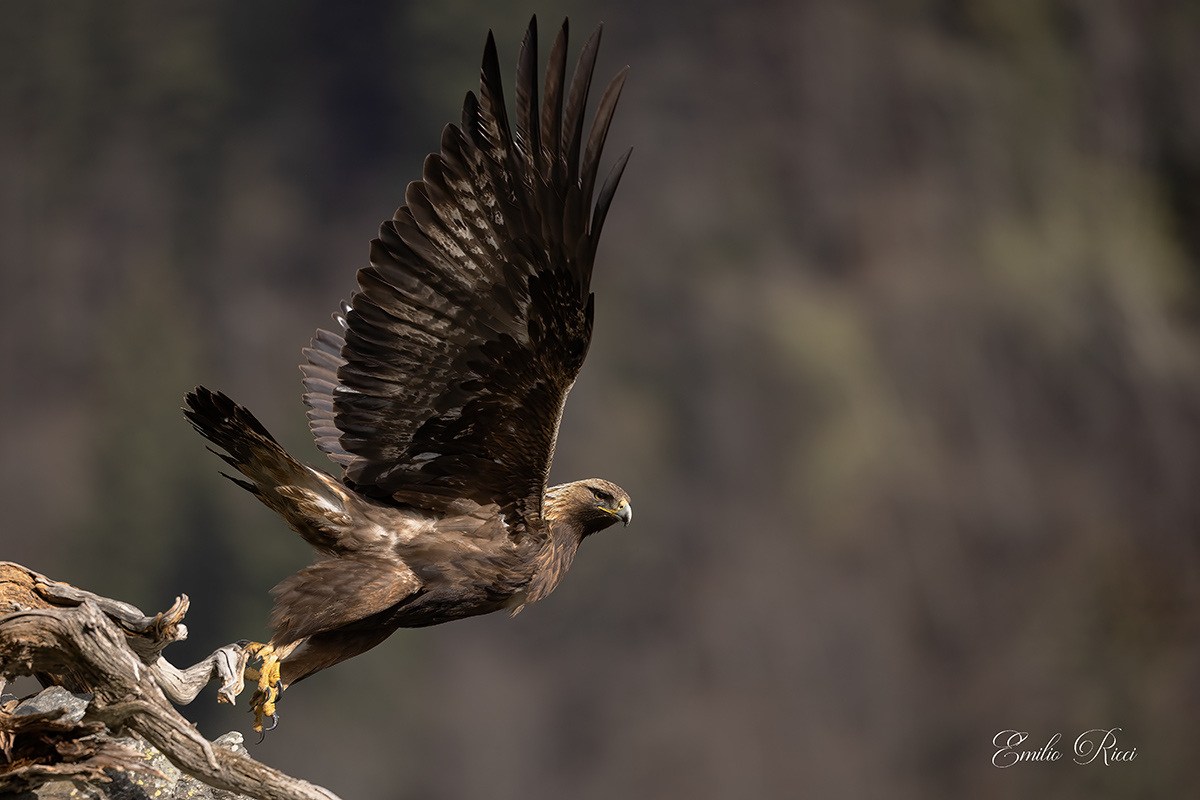 golden eagle Italian Alps