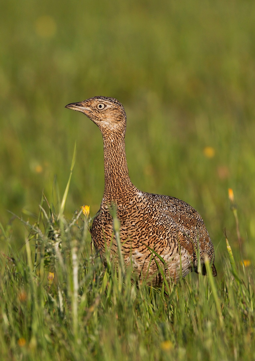gallina prataiola f.
