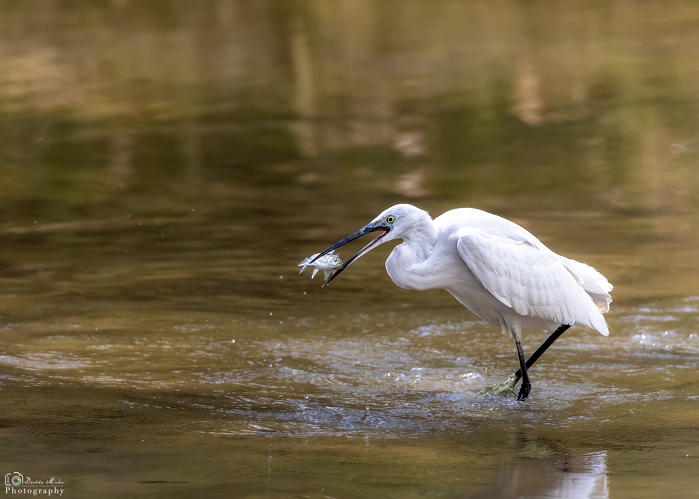 Garzetta con il pesce