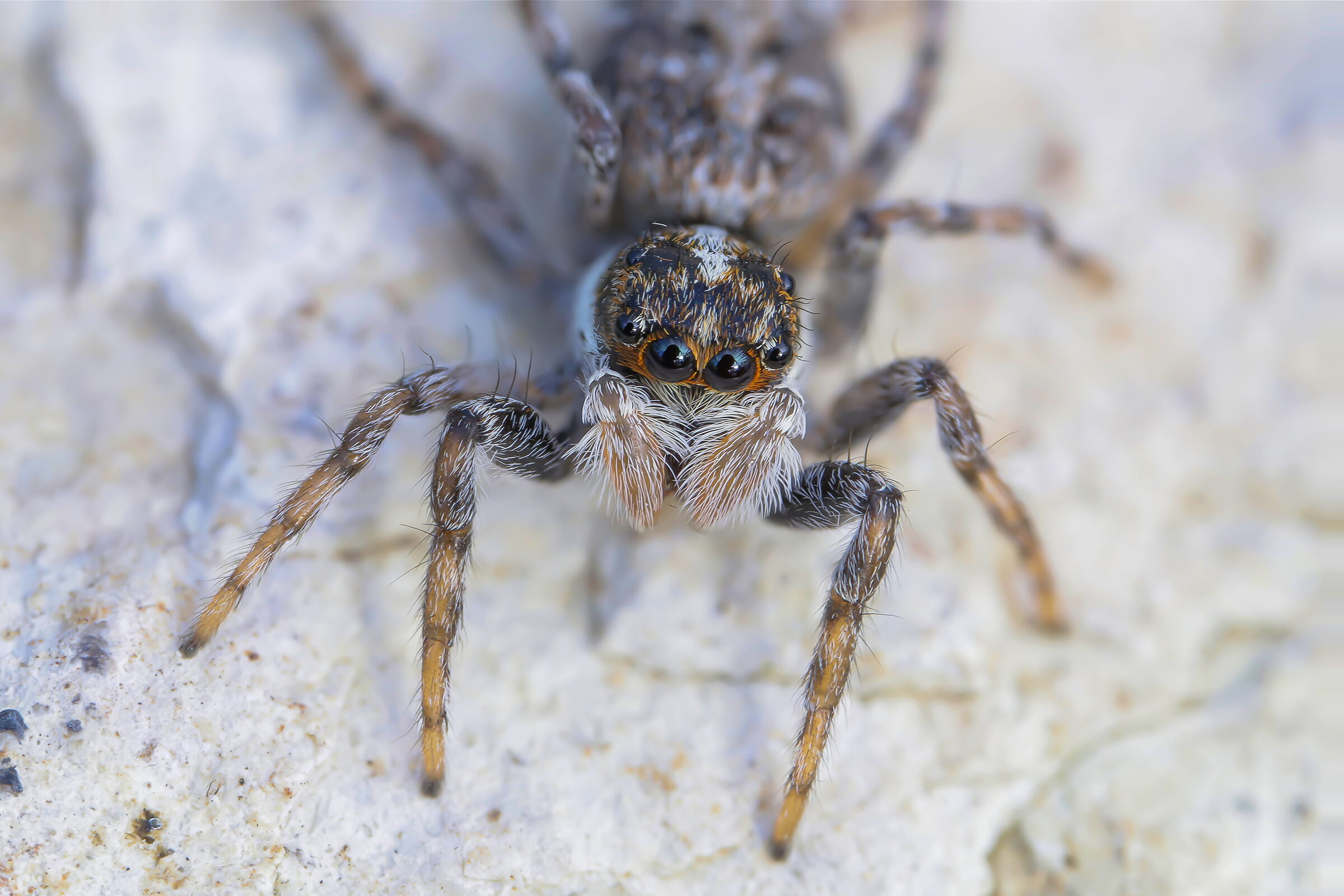 Pseudeuophrys erratica outdoors