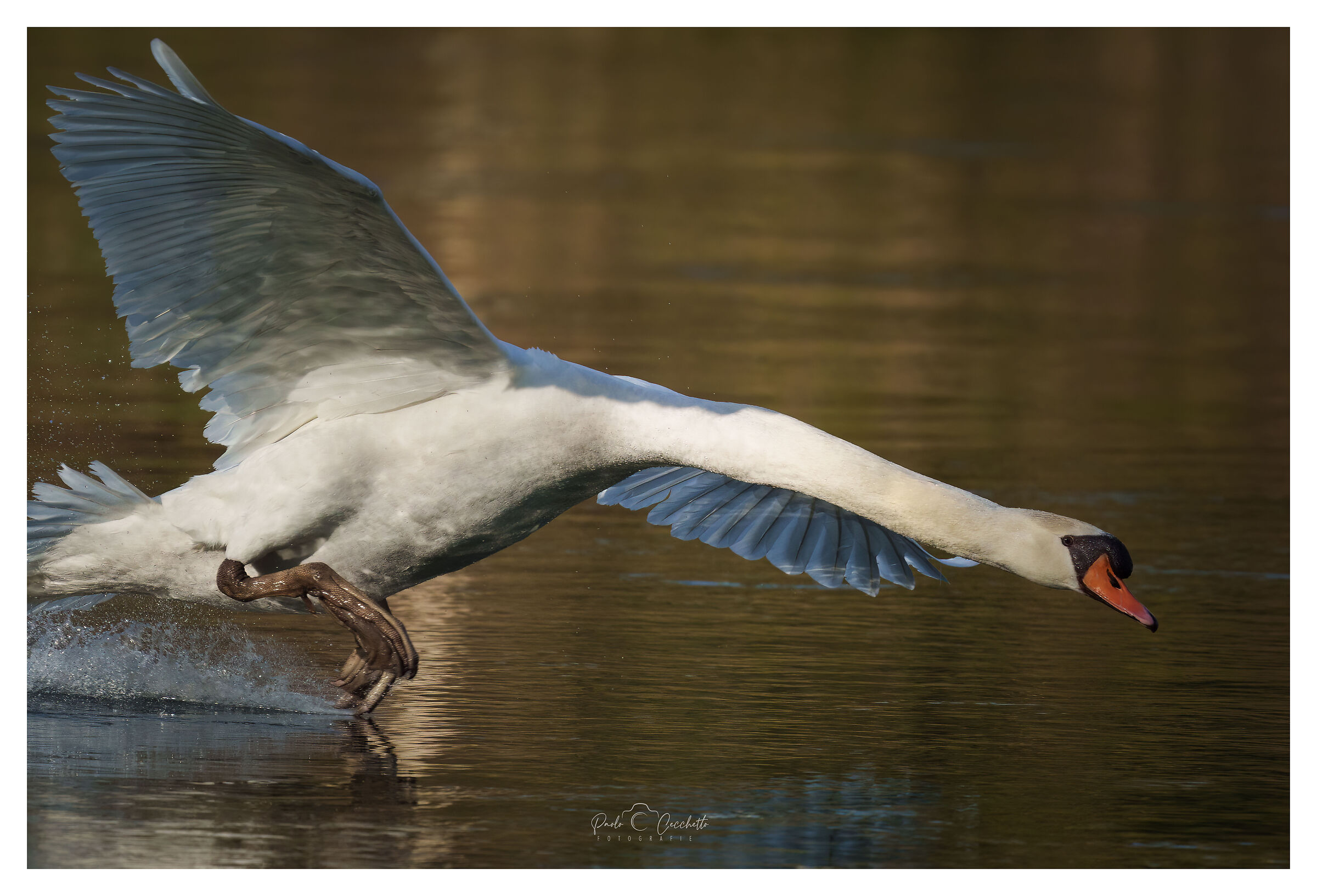 Cigno, parco fiume Sile