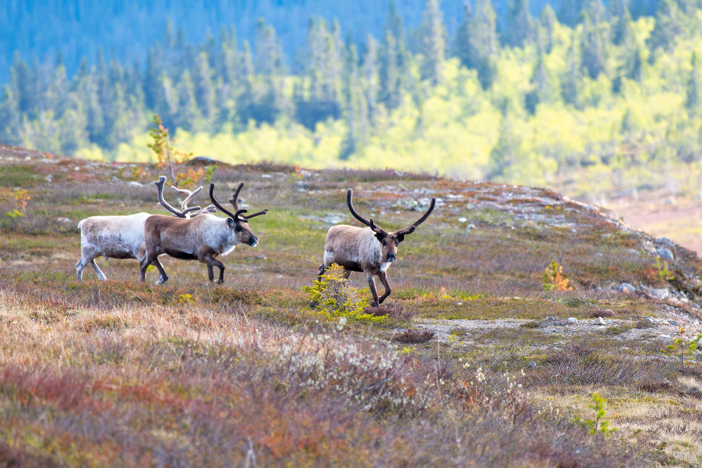 Renne in Härjedalen
