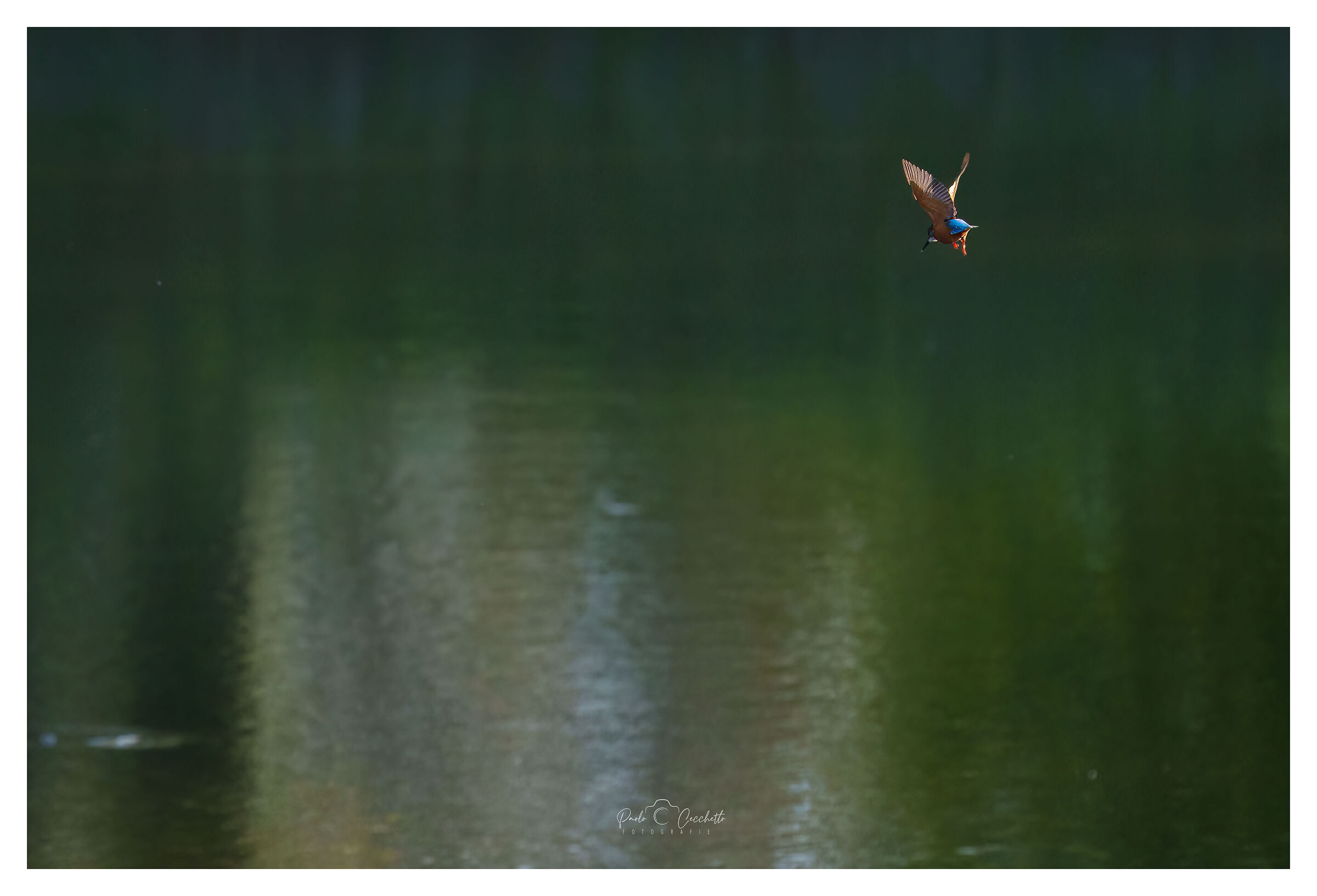 Martin pescatore, parco fiume Sile