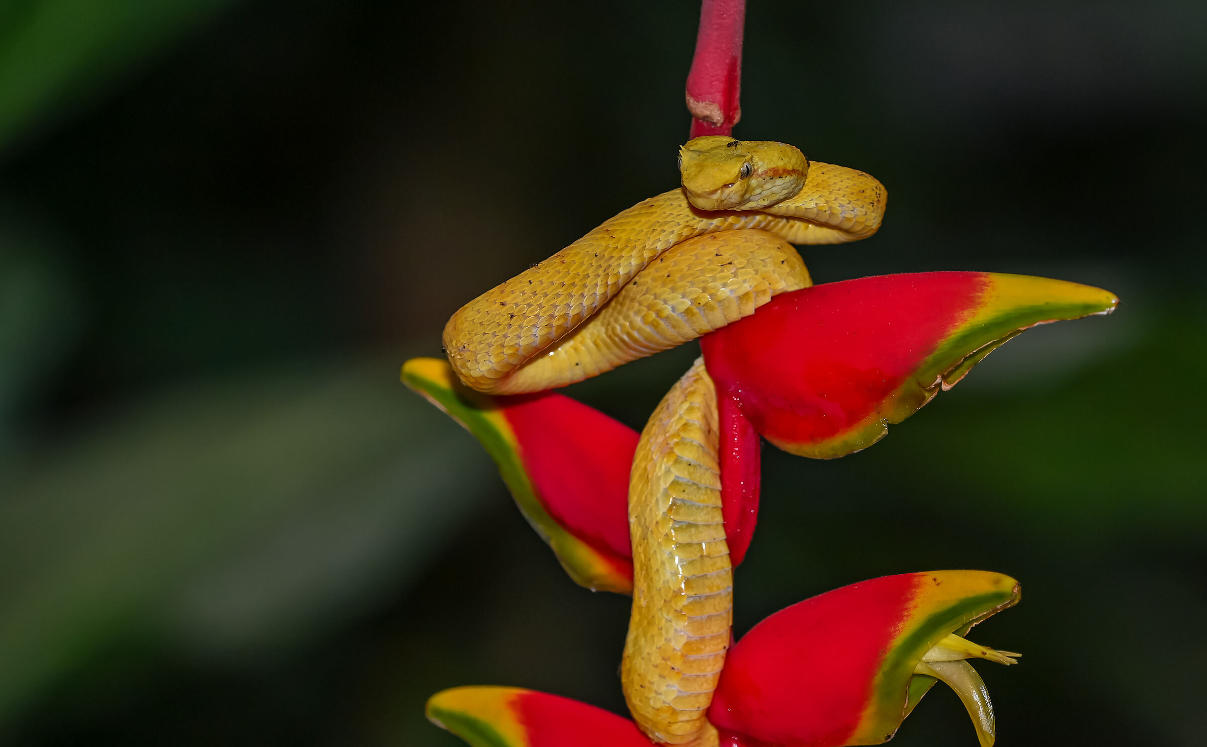 La vipera dalle ciglia