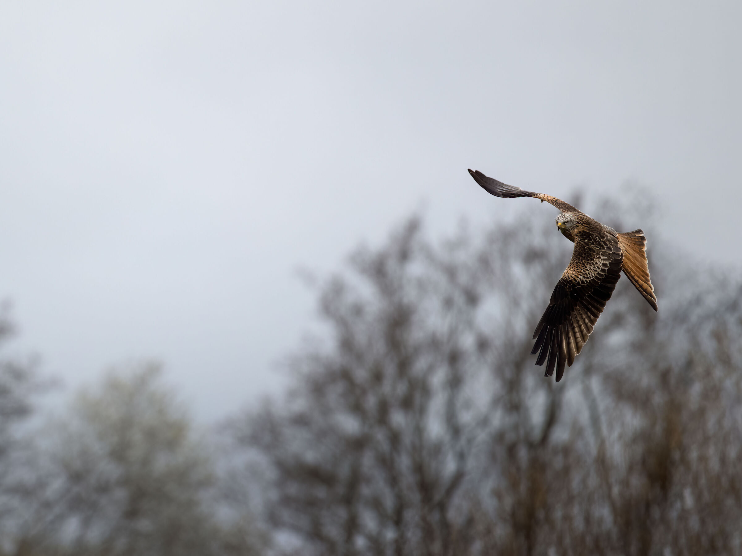 Red Kite (Milvus milvus)