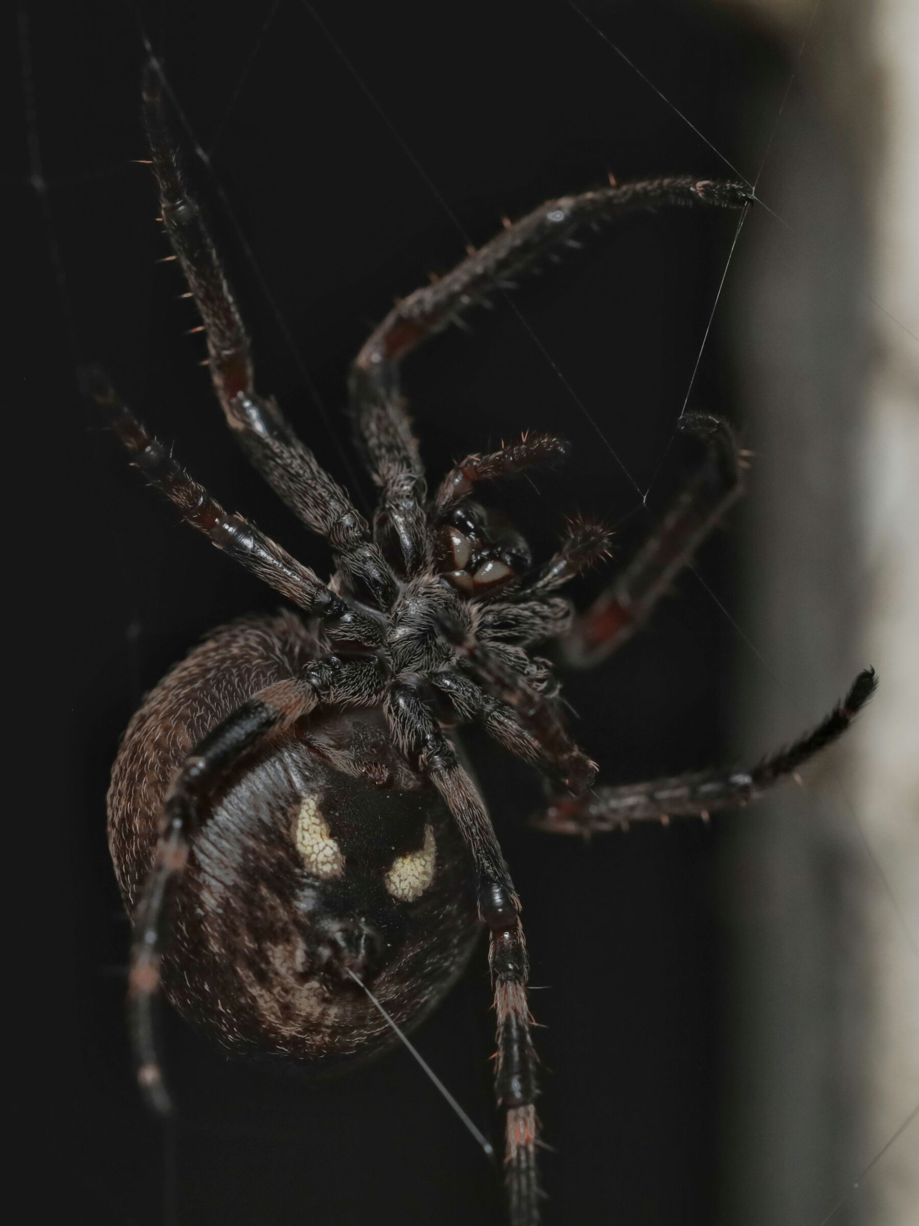 Araneus diadematus