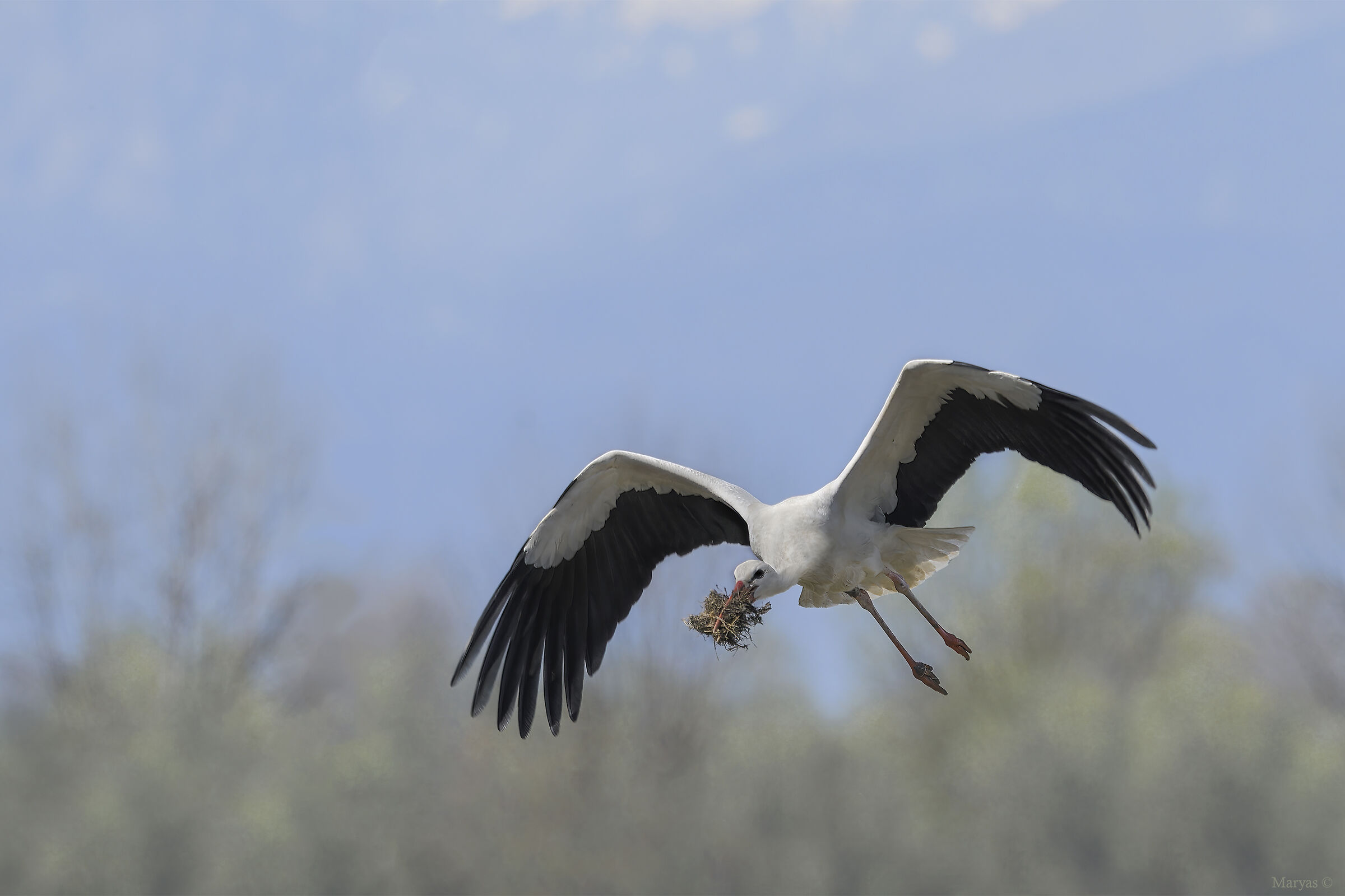 Finishing touches to the nest