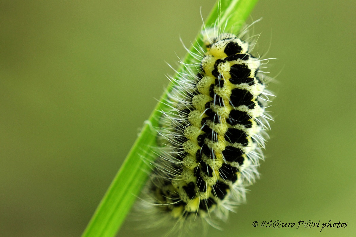 the first caterpillar of the year