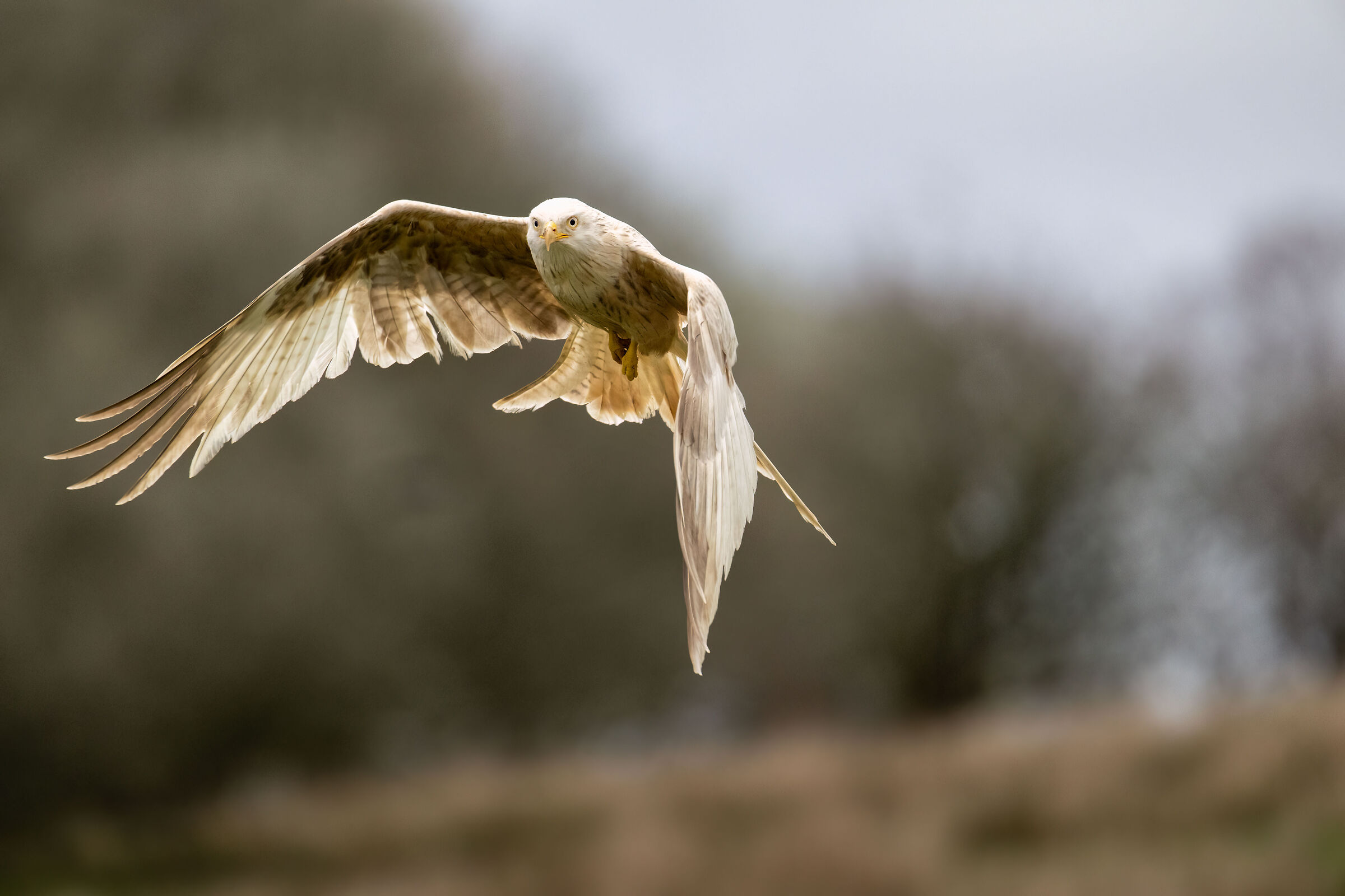 Leucistic Red Kite (Milvus milvus)