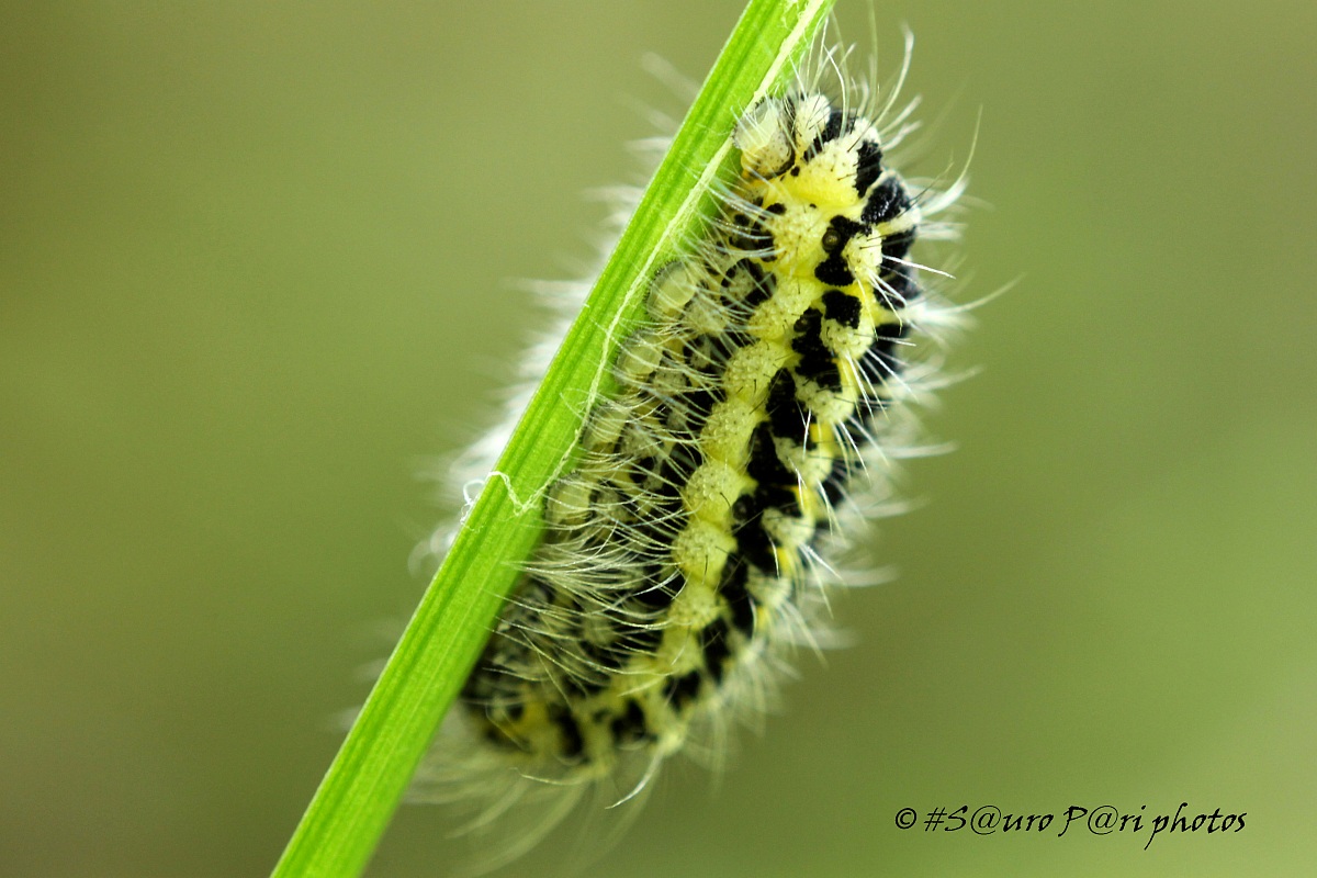 caterpillar 2