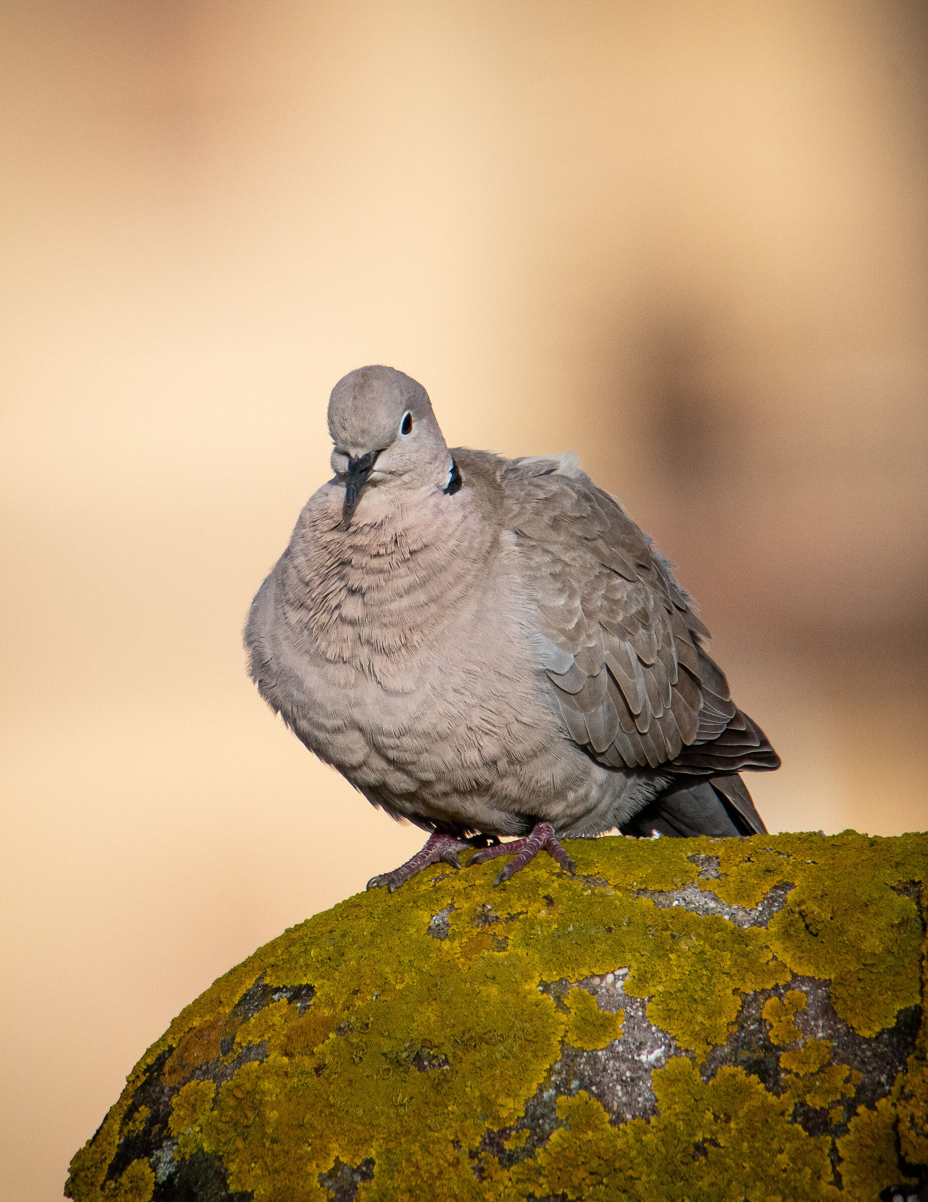 Collared dove