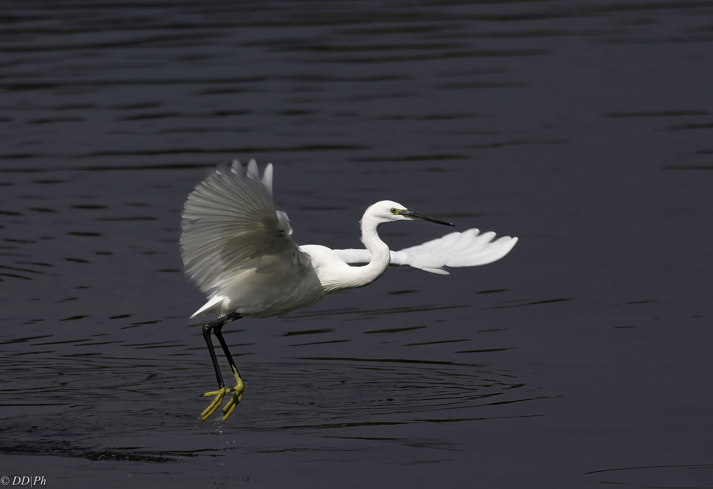 Egret