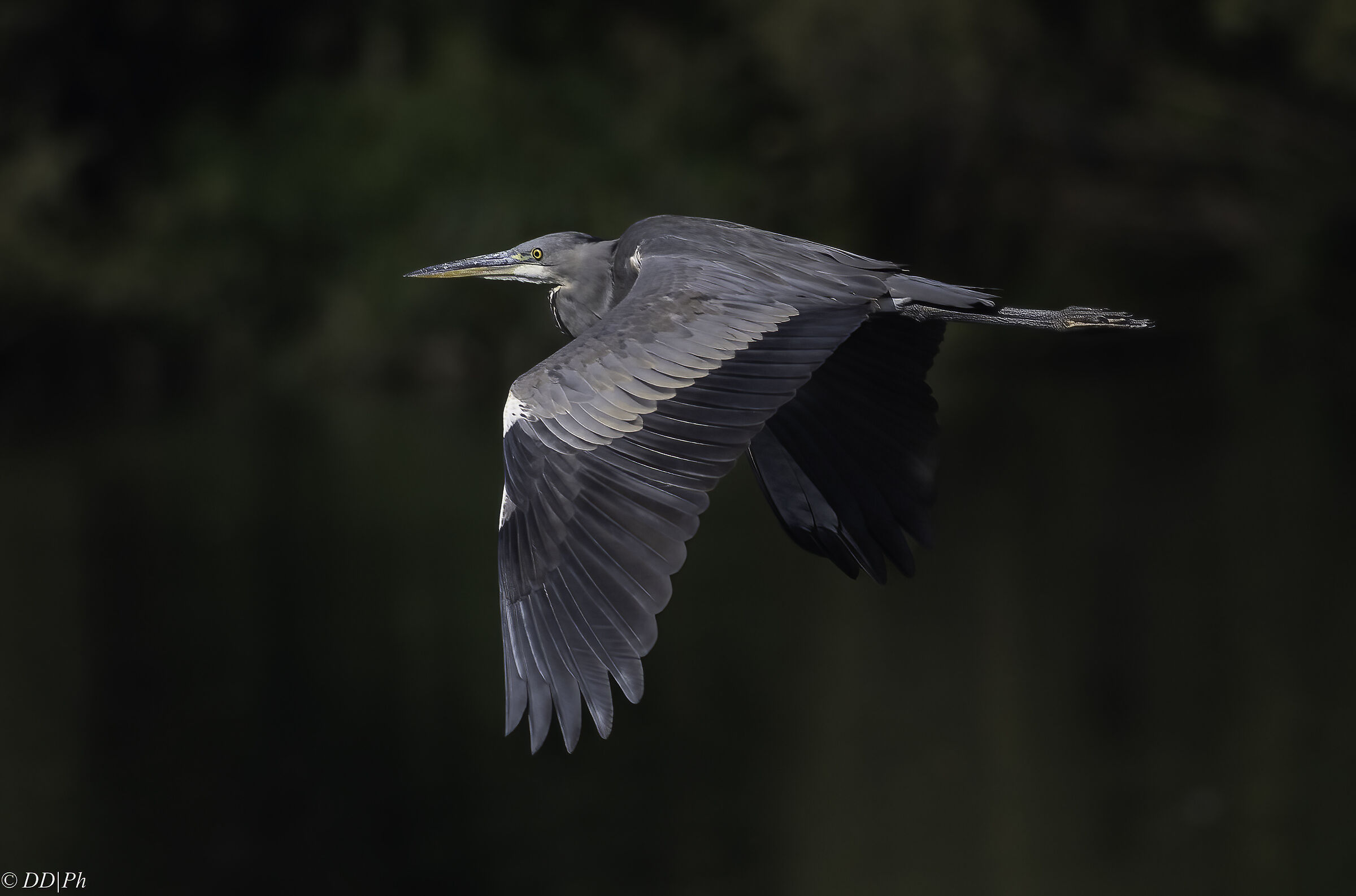 Grey heron
