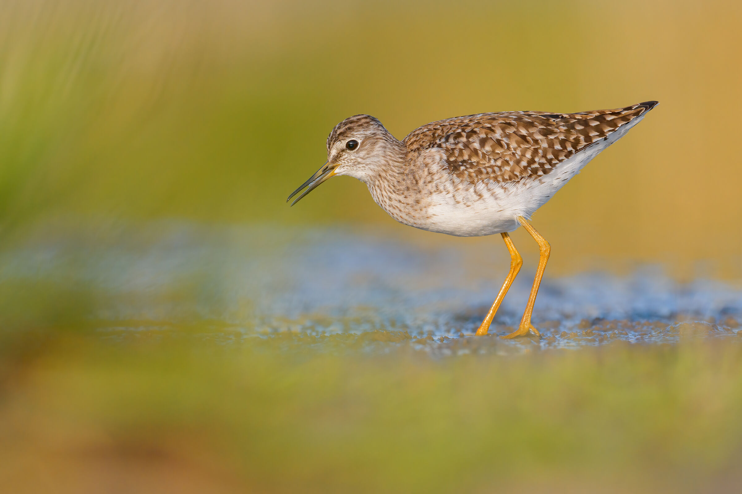 Piro piro boschereccio